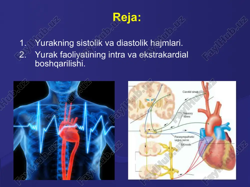 ishi-- atsetilxolinni ajralishi-- xolinoretseptorlar bilan oʼzaro taʼsiri -- peysmekker xujayralarini membranasini kaliy ionlari uchun oʼtkazuvchanligini oshishi vawwwwwwww kalsiy ionlari uchun kamayishi sdd sekinlashishi mp oshishi manfiy xronotrop effekt. manfiy inotrop taʼsir manfiy xronotrop taʼsir manfiy dromotrop taʼsir manfiy batmotrop taʼsir simpatik nervlar yurakga musbat taʼsir qiladi, hamma effektlarni kuchaytiradi. simpatik asab tolalarining taʼsiri. simpatik asabini taʼsirlanishi noradrenalinni ajralishi sinoartrial tugun xujayralarining membranasida betta adreno retseptor bilan oʼzaro taʼsiri natriy va kalsiy ionlarining oʼtkazuvchanligini oshishi mp ni pasayishi sddni tezlashishi musbat xronotrop effekt: 1. musbat inotrop taʼsir 2. musbat xronotrop taʼsir 3. musbat dromotrop taʼsir 4. musbat batmotrop taʼsir o`zaro bog`langan yurak reflekslari danini –ashner refleksi (koʼz – yurak refleksi) - koʼz olmasining yon tomoni bosilganda puls 1 min 10 – 15 taga kamayadi, 3 – 5” keyin namoyog boʼlishi tez, 8 – 10” keyin namoyon boʼlishi – sekin refleks hisoblanadi golts refleksi – qorin boʼshligʼining yoki qorin pardasi mehanoretseptorlarining taʼsirlanishi …