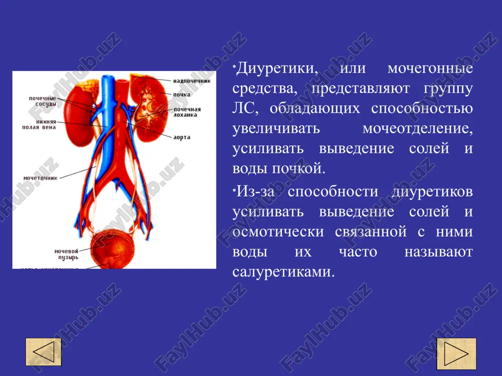 diuretiki printsipi farmakologicheskoy regulyatsii mocheotdeleniya i. usilenie klubochkovoy filtratsii (maloeffektivniy put) ii. podavlenie reabsorbtsii (naibolee effektivniy put) iii. upravlenie gormonalnoy regulyatsii mocheotdeleniya po lokalizatsii i mexanizmu deystviya . 1. sredstva, deystvuyushie na urovne kletok pochechnix kanaltsev. 1.1. sredstva, deystvuyushie na urovne apikalnoy membrani. 1.1.1. konkuriruyushie za perenoschik natriya, ili nekonkurentnie antagonisti aldosterona— triamteren, amilorid. 1.1.2. konkuriruyushie antagonisti aldosterona — spironolakton, eplerenon. 1.2. sredstva, deystvuyushie na urovne bazalnoy membrani. 1.2.1. ingibitori karboangidrazi — diakarb. 1.2.2. tiazidnie diuretiki — gidroxlortiazid, tsiklometiazid. 1.2.3. tiazidopodobnie diuretiki — xlortalidon, klopamid, indapamid. 1.2.4. petlevie diuretiki — furosemid, kislota etakrinovaya, bumetonid, torasemid. 2. osmoticheski aktivnie diuretiki — mannit, mochevina. 3. sredstva, uvelichivayushie krovoobrashenie v pochkax — ksantini, aminofillin, eufillin i dr. 4. preparati lekarstvennix rasteniy — xvosha polevogo, listev toloknyanki, berezovix pochek, listev ortosifona, listev brusniki, listev i stebley lespedezi golovchatoy, yagod zemlyaniki i dr. po sile deystviya. 1. silnie mochegonnie sredstva — furosemid (laziks), torasemid (trifas), …