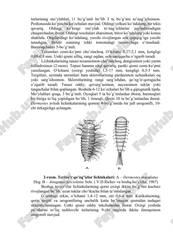 ag’ichlarini joylashtiradigan chuqurchadan iborat. oldingi toschalari sharsimon, biroz ko’ndalang yoki konus shaklida. orqalaridagi ko’ndalang, yaxshi rivojlangan son qopqog’iga yaxshi tutashgan. boldir sonining ichki tomonidagi tarnovchaga o’rnashadi. barmoqchalari 5-bo’g’imli. tuxumlari ozmi-ko’pmi cho’zinchoq. o’lchami 0,27-2,1 mm, kengligi 0,08-0,8 mm. ustki qismi silliq, rangi oqdan, och-sariqqacha o’zgarib turadi. lichinkalarining tanasi tuxumsimon-cho’zinchoq, dungisimon yoki yarim tsilindrsimon (2-rasm). tepasi hamma vaqt qavariq, pastki qismi ozmi-ko’pmi yassilangan. o’lchami (oxirgi yoshida) 1,5-17 mm, kengligi 0,5-5 mm. tergitlari, ayrimda sternitlari ham sklerotlarining pardasimon uchastkalari oq yoki sarg’ishsimon. sklerotlarining rangi sarg’ishdan, qo’ng’ir-qoragacha o’zgarib turadi. tanasi oddiy, qovurg’asimon, nayzasimon tuklar yoki tangachalar bilan qoplangan. boshida 6-12 ko’zchalari bo’lib u gipognatik tipda. mo’ylablari qisqa, 3 bo’g’imli. oyoqlari 5 ta bo’g’imlardan iborat, barmoqlari bir-biriga to’liq yopishgan bo’lib, 1 tirnoqli. qorni 10 ta bo’g’imlardan iborat. dermestes avlodi lichinkalarining qornini 9-bo’g’imida bir juft urogomfli, 10-chi tirkagichga aylangan. 2-rasm. terixo’r qo’ng’izlar lichinkalari: a – dermestes maculatus deg. b – attagenus fasciolatus sols. ( v.d.ilichev va …