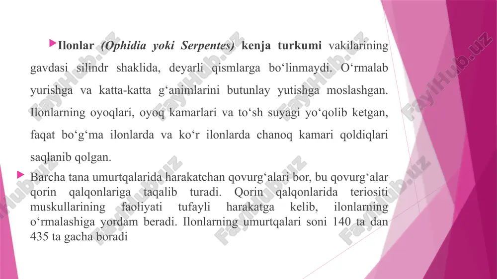 an ishlab chiqiladi. ilonlarda ilmoq singari qayrilgan va uchi o‘tkir tishlari bo‘ladi. odam uchun kapcha ilon, qora ilon, mamba va shaqildoq ilonlarning chaqishi juda xavfli hisoblanadi. mambani hisobga olmaganda yuqorida keltirilgan zaharli ilonlar respublikamiznining cho‘l va tog‘li hududlarida tarqalgan. mdh da yana chipor ilonlar va suv ilonlari keng tarqalgan. ilonlar turli xil hayvonlar, ya’ni kemiruvchilar, mayda kaltakesaklar, baqalar va hasharotlar bilan oziqlanadi. ilonlar tuxum qo‘yib, tuxumdan tirik tug‘ib yoki tirik tug‘ib ko‘payadi. ilonlar kenja turkumining sistematikasi ancha murakkab. bu kenja turkumga 18 ta oila va 3000 taga yaqin tur kiradi. mdh da ilonlarning 60 taga yaqin turlari uchraydi, shu jumladan o‘zbekistonda 6 ta oilaga kiruvchi 21 ta tur ilonlar uchrashligi aniqlangan. ko‘r ilonlar (typhlopidae) oilasiga 200 ta tur kiradi. ko‘r ilonlar asosan janubiy amerika, avstraliya, afrika va janubiy osiyda yashaydi. mdh da kavkazortida, o‘rta osiyoda, jumladan o‘zbekistonning tog‘ mintaqasida yomg‘ir chuvalchangiga o‘xshash chuvalchangsimon ko‘r ilon (typhlops vermicularis) uchraydi. uning uzunligi …