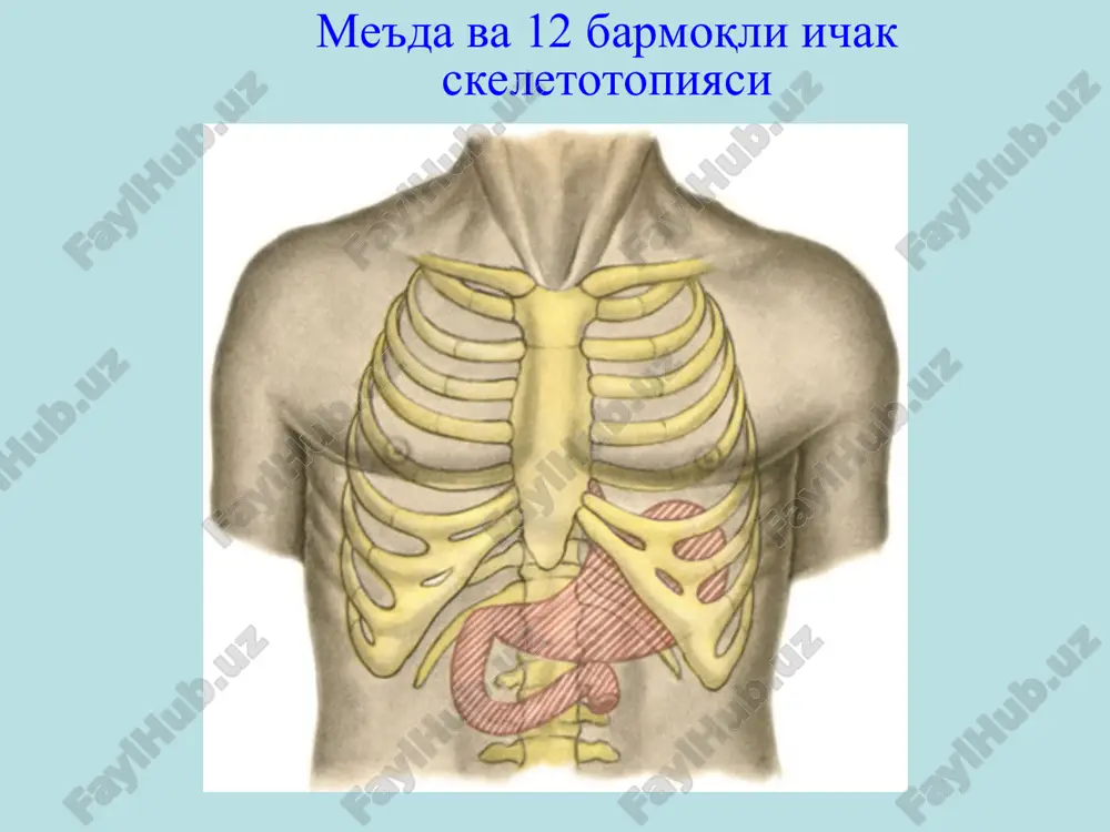 син ва хлорид кисло-таси (нсl) гастродуоденал дисмото-рика шиллиқ қават жароҳатлари = шикоятлар: асосий: эпигастрал соҳада оғриқ қўшимча: меъда қайнаши (зарда бўлиш), кўнгил айниш, қайт қилиш, овқатни ҳазм қилишнинг бузилиши, кекириш. оғриқ характери: сўрувчи, кесувчи, тўлғоқ-симон жойлашиши: эпигастрал соҳа тарқалиши: белга иррадиация кучи: кучсиздан жуда кучлигача овқат билан боғлиқлиги: бевосита боғлиқ яранинг жойлашишига қараб оғриқ характерининг тафовути меъда яра касаллиги 12 бармоқли ичак яра касаллиги эрта: оғриқлар овқат егандан сўнг 15-40 минутдан кейин пайдо бўлади кечки: оғриқлар овқат егандан сўнг 2 соатдан кейин пайдо бўлади мавсумийлик йўқ мавсумийлик бор: куз ва баҳорда қўзғайди кун вақтига боғлиқ эмас тунги оғриқ (n. vagus), очликдаги кучли оғриқ: овқатнинг буфер хусусияти тугайди объектив кўрик: гавданинг астеник тузилишда эканлиги вегетатив нерв системаси фаолиятида бузилиш: гипотония, брадикардия, кўп терлаш (совуқ, нам кафтлар), яққол намоён бўладиган дермографизм (терининг қизил рангга кириши ). касалликнинг бошланиш даврида кўп овқат истемол қилиш ва семизлик (кислотани зарарсизлантириш мақсадида). кейинчалик озиш. тили оқ …