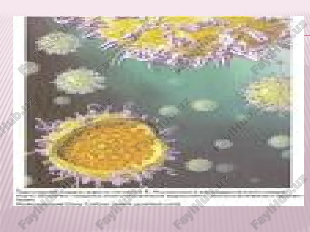 virus ajraladi,shuning uchun bu davr atrofdagilar uchun juda xavfli. immuniteti bemor sog’aygandan so’ng umrining oxirigacha davom etadigan kuchli turg’un immunitet paydo bo’ladi.qonda hosil bo’lgan igm antitelolar organizmda 3-4 oygacha saqlanib qoladi, songra igg sinf antetelolar paydo bo’ladi. sekretor iga sinf immunoglobulinlarning ham sentez qilishini ta’minlaydi. laboratoriyasi tekshirish uchun bemordan najas va qon olinib,virus zarrachalari iem, virus antigeni ifa va ria usullari yordamida aniqlanadi. serlogik tashhis virusga igm va igg antitelolar, ifa va ria reaksialarida topiladi.virus maxsus igm immunoglobulinlari kasallikning o’tkir davridan darak beradi. davosi va profilaktikasi maxsus davosi yo’q,simptomatik davodan choralari qo’llaniladi. kasallikning oldini olish uchun bemor alohida xonaga yotqiziladi.u bilan muloqatda bo’lgan kishilar nazoratga olinib, xona va idish tovoqlarni dezinfeksiya qilinadi.bemor bilan muloqatda bo’lgan 3 oylikdan 10 yoshgacha bolalarga immunoglobulin yuboriladi. hozir o’ldirilgan vaksina ishlab chiqilgan,u bilan 2 marta emlash insonni uzoq vaqt ximoya qiladi. gepatit b virusi (hbv) gepatit b virusi gepadiaviruslar oilasiga kiradi.1970 yili d.deyn bemor najasidan …
