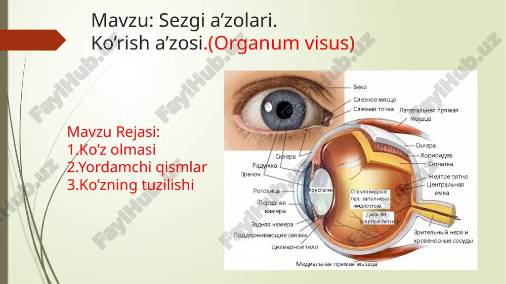 yupqaroq(0.1-0.3mm) -hamma qismi qon tomir,pigment hujayralarga boy -ortiqcha yorug’likni yutadi va tasvir kontrastini keskin kamaytiradi. tomirli pardada 3 ta qism farqlanadi 1.choroidea-xususiy tomitli parda 2.kiprikli tana 3.kamalak parda 1.choroidea-xususiy tomirli parda -orqa keng sohasi -akkomodatsiyada skleraga nisbatan harakatlanadi va yoriqsimon limfatik boshliq ochiladi(choroidea va sclera orasidagi) -4 ta qavat pardadan iborat; 1.tomir parda usti plastinka-sklera bn chegaralaydi 2.tomirli plastinka-arteriya ,vena ular orasidagi 3.xorio kapilar plastinka-sinusoid tipdagi kapilyarlarga boy 4.bazal kompleks(brux membranasi)-tomir parda va to’r pardani chegaralaydi. 2.kiprikli tana -tomir pardoning qalinlashgan qismi -limbus sohasida joylashgan -ciliar muskullar saqlaydi limbus-sklerani shox pardaga otgan soxasi ichki tomondan ko’p sonli kiprikli o’simta chiqaradi,bu o’simtalar gavxarga yo’naladi va kiprikli belbog’ h.q.kiprikli tana oldinda kamalak pardaga o’tadi ichki tomondan 2 qavatli epiteliy bn qoplangan 1.yuza qavati-secretor hujayralar,ko’z kamerasiga suyuqlik sintezlaydi 2.chuqur qavati-kubsimon pigmentli hujayralardan iborat epiteliy ostidagi to’qima xususiy tomir pardadagidek. shilliq miosit boylamalari 2 yo’nalishda meridianal-limbusdan sklera tomon sirkulyar-limbusdan konturiga parallel kamalak parda-qorachiq atrofidagi …