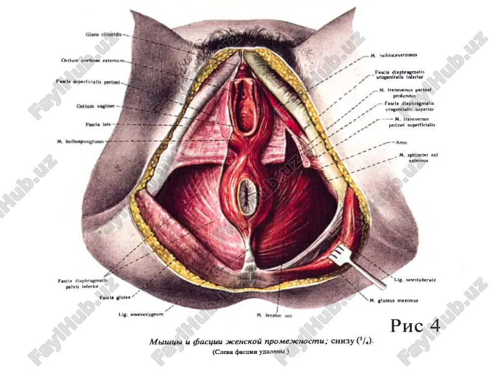 tuxumdon oqish pushti rangda. tuxumdon 4 qavatdan iborat: ustki-epitelial, oqchil parda (tunica albuginea), pustloq (cortex) mag'iz qavati (medulla ovarii). yangi tug'ilgan qiz bolani tuxumdoni qorin bo'shlig'ida joylashib, tsilindr shaklida bo'ladi. 3-5 yoshlarda kichik chanoqqa tushadi. uning uzunligi 1,9 sm, kengligi 3-7 mm, 8-12 yoshga etgach, tuxumsimon shaklga aylanadi va 2,5sm gacha uzayadi. o'smirlik davrida tuxumdonning uzunligi 5 sm, kengligi 3 sm. 40-50 yoshlarda tuxumdon kichiklashib, 60-70 yoshlarda atrofiyaga uchraydi bachadon bachadon noksimon shaklda bo'lib, oldi va orqa tomoni yassilangan. bachadonda tubi, tanasi va bo'yni tafovut qilinadn. bachadon bo'ynining pastki (kin) kismida bachadon teshigi (ostium uteri) ochiladi. bu teshik bachadon bo'shlig'ini bachadon bo'yni kanali orqali qin bilan tutashtiradi bachadon devori qalin bo'lib uch qavatdan iborat: tashqi qavat seroz parda (tunica serosa yoki perimetrium) bachadonni qoplagan qorinparda. o'rta muskul kavat (tunica muscularis yoki myometrium) eng kalin kavat. unda tashki buylama, o'rta aylanma va ichki bo'ylama qavatlar tafovut qilinadi. ichki shilliq qavat (tunica …