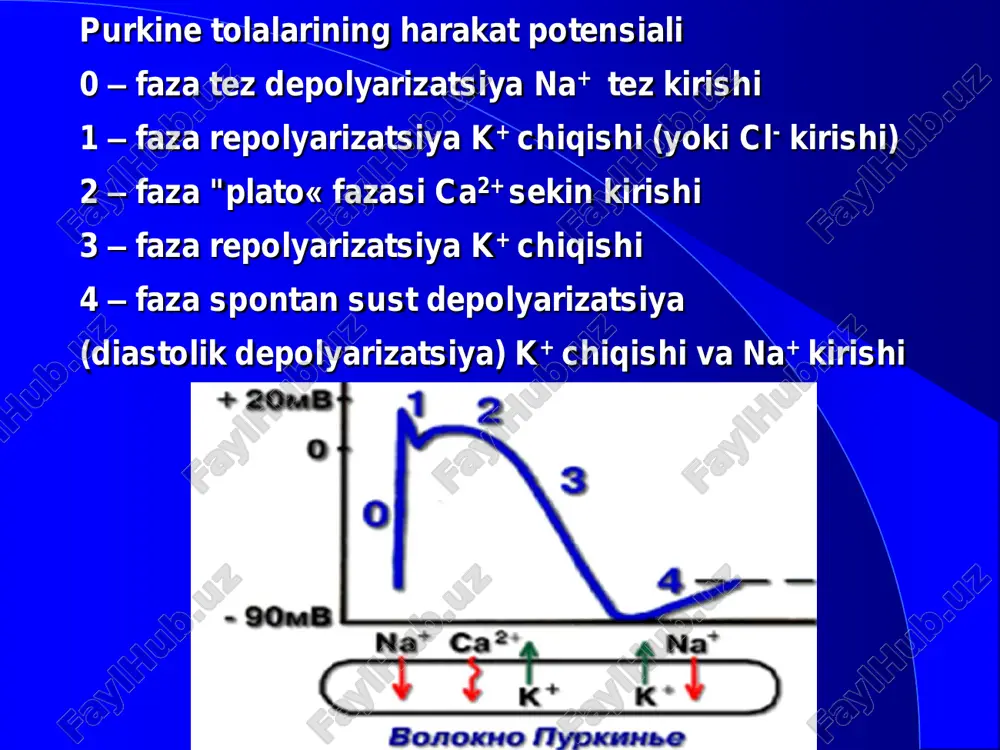 ning antiaritmik ta’siri  avtomatizm va qo‘zg‘aluvchanlikni susayishi taxiartmiya va ekstrasistoliyani davolashda kerak bo‘ladi. effektiv refrakter davrni uzayishi kardiomiotsitlarning yopiq zanjirli yo‘llarida qo‘zg‘alishni sirkulyasiyasi natijasida kelib chiquvchi taxiaritmiyalarda samarali bo‘ladi. o‘tkazuvchanlikni susayishi reentry (qo‘zg‘alishni qayti kirishi tipidagi aritmiya) turidagi aritmiyalarda bir tomonlama blok shakllanganda samarali bo‘ladi.  purkine tolalarining birida bir tomonlama blok borligi. qo‘zg‘alishni qayta (retrograd) kirishi (reentry) qo‘shimcha impuls xosil qilib, bu esa miokardning qo‘shimcha qisqarishi, ya’ni aritmiyani chaqirishi mumkin.  xinidin bir tomonlama bloklangan yo‘lda impulslar o‘tishini to‘liq bloklaydi (bir tomonlama blokni to‘liq blokka o‘tkazadi) va reentry ni to‘xtatadi . xinidinning sinoatrial tugunga ta’siri  xinidin sinoatrial tugun hujayralariga qisman tormozlovchi ta’sir ko‘rsatadi.  sinoatrial tugun xujayrasining xarakat potensiali  depolyarizatsii jarayonlari (0 va 4fazalar) asosan ca2+ ionlari kirishiga asoslangan. shu bilan birga xinidin adashgan nervning sinoatrial tugunga tormozlovchi ta’sirini bloklaydi – vagolitik ta’sir. shuning uchun xinidin qisman taxikardiya chaqirishi mumkin kafedra gospitalnoy terapii xinidinning atrioventirikulyar tugunga …