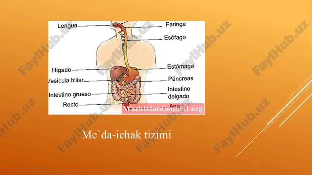 ada mezogastral sohada sharsimon, elastik, kam harakatchan massa aniqlanadi. kisata o’lchami kattalashmasdan oldin bemorda og’riqlar kuzatilmasligi mumkin asoratlari kista bo’shlig’iga qon quyilishi yiringlashi peritonit oqmalari qo’shni a`zolarni bosilishi diagnostikasi maxsus tekshiruv usullari: rentgenologik endoskopik tekshiruv ultratovush tekshiruv kompyuter tomgrafiya angiografiya laparaskopiya angiografiya virsungografiya komyuter tomografiya me`da osti bezi computer tomografiysi: kista gomogen osilaga o’xshab ko’rinadi differensial diagnostikasi me`da osti bezi o’smalari aorta anevrizmasi qorin parda orti limfatik tugunlar o’smasi jigar o’smalari jigar kistalari gidronefroz buyrak o’smalari chambar ichak tutqich knallari kistalri davolash kistani davolash operativ yo’l bilan. me`da osti bezi kistalrini operatsiya usullari har xil bo’lib bu kistaning kelib chiqsh formasiga uning rivojlanish darajasiga, joylashuviga bog’liq marsupializatsiya kistani ichki drenajlash kistani oddiy drenajlash kistani kesish bezni kista bilan rezeksiya qilish sistogastostomiya-me`da osti bez dum qismida joylashgan kistalarida kista va me`da o’rtasida anastamoz hosil qilish transduodenal sistoduodenostomiya-me`da soti bezi boshchasida joylashgan kistalarda12 barmoqli ichak bilan kista o’ratasida anastamoz hosil qilish pankreatikoeyunustomiya-me`da …