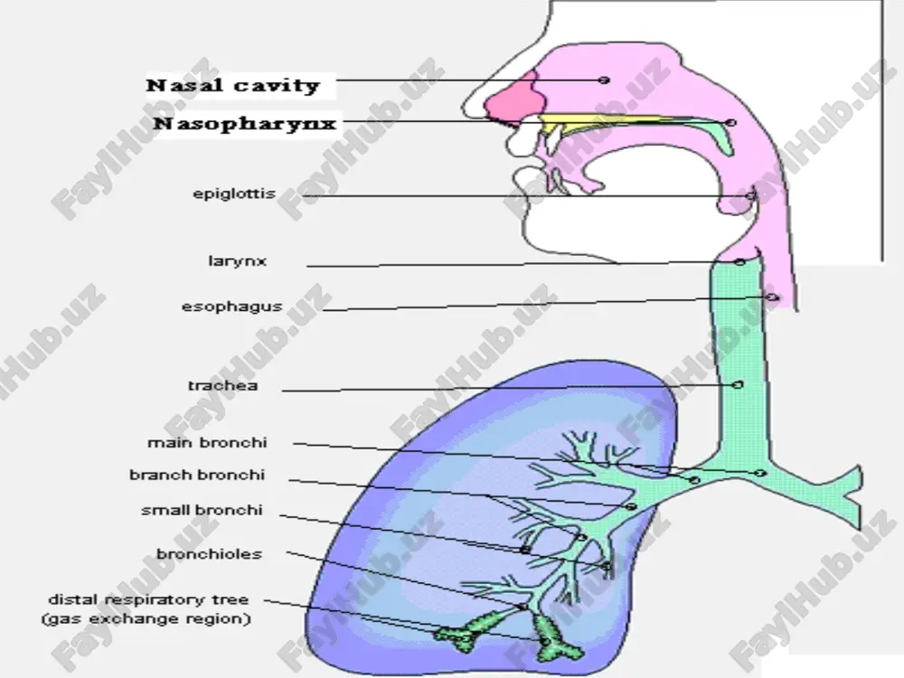 ge no glands cartilage & glands 1o 2o 3o pleural ‘space’ visceral pleura alveolar duct elastic fibers in bronchiolar, ductal and alveolar walls parietal pleura chest wall intercostal muscles + ? rib conducting tubes constrictable by muscle respiration devices nerve from brainstem for respiratory drive to mesothelium pleural ‘space’ visceral pleura alveolar duct elastic fibers in bronchiolar, ductal and alveolar walls parietal pleura chest wall intercostal muscles + ? rib conducting tubes constrictable by muscle respiration devices nerve from brainstem for respiratory drive to mesothelium slippery elastic pulls in muscles pull out terminal bronchiole respiratory bronchiole alveolar duct alveolus alveolar sac alveolar duct visceral pleura nasal cavity nasal cavity vestibule respiratory olfactory skin glands vibrissae conchae mucus vasculature structure mucosa perichondrium epithelium lamina prop location epith sustentacular olfactory basal shape nucleus cytoplasm free end bipolar nerve nucleus dendrites axons shape stem cells lamina pro bowman's gl nasal cavity & paranasal …