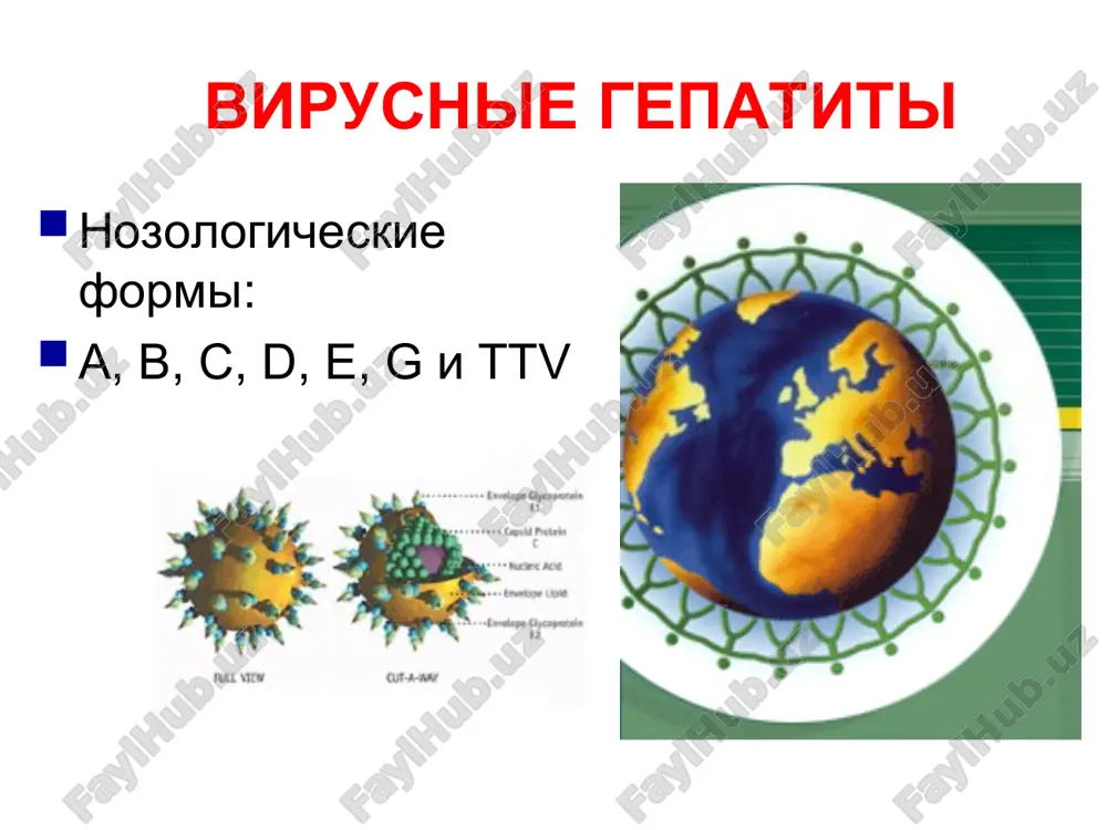 mexanizmom zarajeniya virus gv imeet tropnost ne tolko k pecheni. vgv – sistemnoe zabolevanie mojet protekat tyajelo, inogda v fulminantnoy (molnienosnoy) forme v obshey strukture vg zanimaet 10-30% epidemiologiya osnovnoy rezervuar i istochnik hbv – virusonositeli, bolnie xronicheskim gepatitom, bolnie ostroy formoy v menshey stepeni peredaetsya polovim putem visoka veroyatnost vertikalnoy peredachi (do 80% sluchaev) pri polzovanii predmetami lichnoy gigieni pri perelivanii infitsirovannoy krovi ili preparatov krovi lyubix drugix parenteralnix vmeshatelstvax bolnie xronicheskimi somaticheskimi zabolevaniyami gruppi riska: bolnie gemofiliey retsipienti krovi chasto menyayushie polovix partnerov narkomani novorojdennie ot infitsirovannix materey mediki nekotorix spetsialnostey etiologiya virus gepatita v – dnk-soderjashiy gepadnovirus razmerom 42 nm i imeyushiy slojnuyu strukturu unikalniy i ne imeet sebe podobnix sredi drugix virusov-antroponozov etiologiya otlichaetsya isklyuchitelnoy ustoychivostyu k razlichnim fizicheskim i ximicheskim faktoram pri komnatnoy temperature soxranyaetsya 3 mes., v xolodilnike do 6 mes., v visushennoy plazme bolee 25 let, ne pogibaet pri deystvii razlichnix dez.sredstv i …