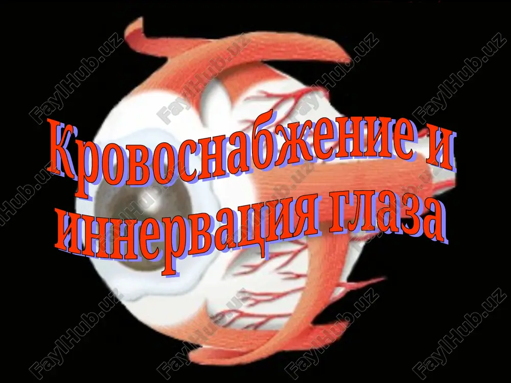 znichnaya arteriya perednie i zadnie reshetchatie arterii krovosnabjenie kon'yunktivi iz 3 istochnikov: arterialnix dug verxnego i nijnego veka perednix tsiliarnix arteriy anastomozov s sistemoy narujnoy sonnoy arterii veni glaznitsi i glaznogo yabloka verxnyaya glaznaya vena (v. ophthalmica superior) – cherez verxnyuyu glaznichnuyu shel vstupaet v polost cherepa, gde srazu je vlivaetsya v pesheristuyu pazuxu v nee vpadayut: veni glaznogo yabloka: tsentralnaya vena setchatki resnichnie veni vortikoznie veni episkleralnie veri veni oblasti lba i nosa: nadglaznichnaya vena lobno-nosovaya vena veni vek kon'yunktivalnie veni mishechnie veni sleznaya vena reshetchatie veni nijnyaya glaznaya vena dvigatelnaya innervatsiya glaza mishtsi kajdogo glaza innerviruyutsya glazodvigatelnim blokovim otvodyashim nervami yadra etix 3 par nervov raspolojeni po obe storoni ot sredney linii v pokrishke srednego mozga i v nijnix otdelax mosta glazodvigatelniy nerv – n. oculomotorius (iii para) smeshanniy nerv innerviruet: m. levator palpebrae m. rectus superior m. rectus inferior m. rectus medialis m. obliquus inferior krome togo, …