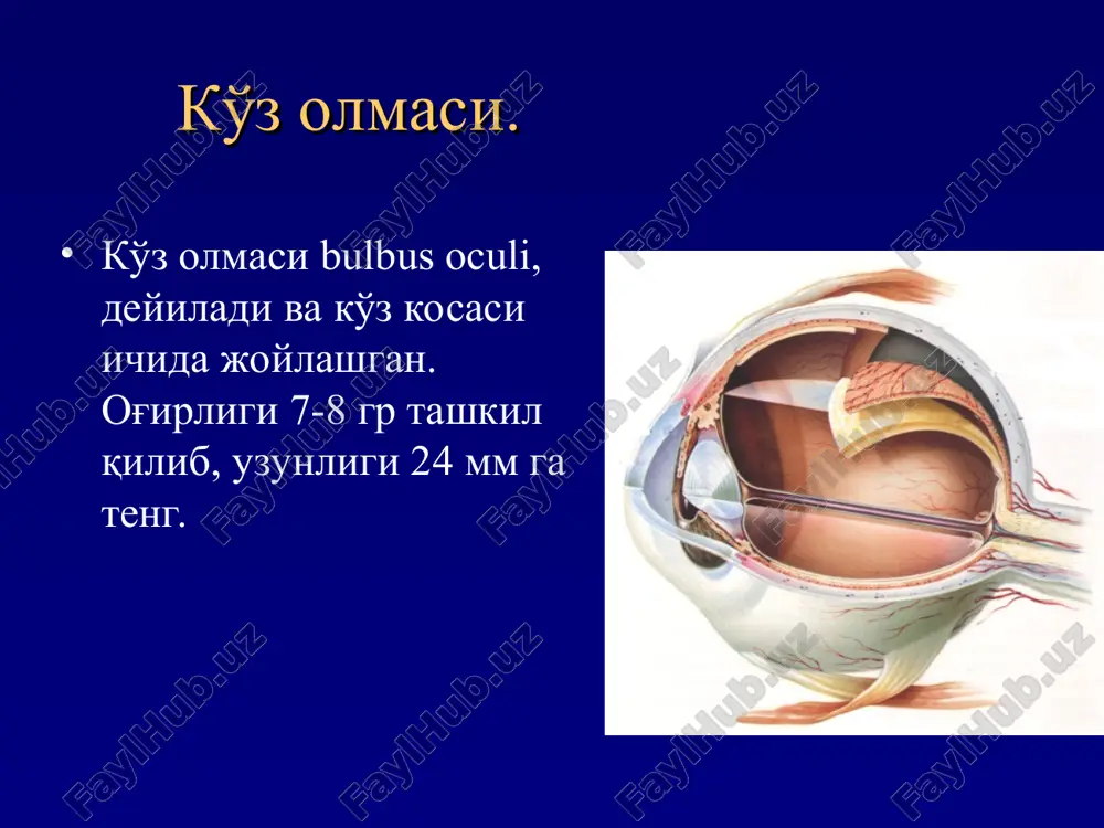 ar muskul vazifasi ko'z ichki suyuqligini ishlab chiqaradi akkomodatsiyaga ishtirok etadi kipriksimon tana rangdor parda oksil parda gavxar shox parda tsinn boylamlari * xorioideya-xususiy tomirli qavat xorioideya vazifasi: oziqlantirish . to'r pardaning energetik bazasi ko'z ichki suyuqligini chiqarish ko'z ichki bosimini me'yorida saqlash xorioideya sklera tur parda * to'r parda xorioideya shishasimon tana gavxar tur parda sklera to'rsimon shaklda, rangsiz. markaziy –optik periferik- nooptik. ora serrata * to'r parda 3-xil neyrondan iborat : fotoretseptorlar (tayoqchalar va kolbochkalar) bipolyar xujayralar ganglioz xujayralar shishasimon tana tomirli kavat 1 2 3 sklera * to'r parda fotoretseptorlar . 1. kolbachalar . sarik dog atrofida joylashgan . 6.5 million. markaziy ko'rish va rang ajratish uchun javobgar . 2. tayoqchalar. to'r parda bo'ylab joylashgan . 120 million. periferik ko'rish uchun javob beradi . kolbachalar tayoqchalar * ko'ruv nervi ganglioz xujayra aksonlaridan iborat knx och pushti, chegarasi aniq, dumaloq, dm-2,5 teng. * makula * ko'z soqqasini to'ldiruvchi …