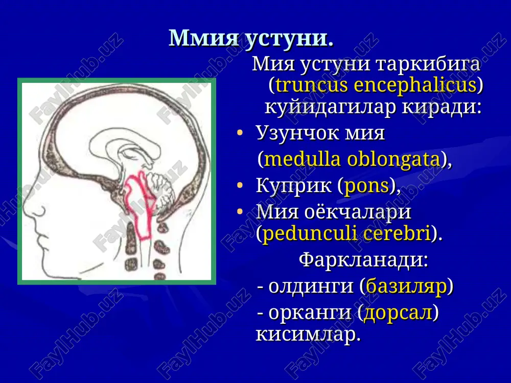 gi lateral egatchadan (sul. lateralis posterior) adashgan (p. vagus) va kushimcha (p. accessorius) nerv ildizlari chikadi urta egatcha (sulcus medianus) iv korinchaning tubi bulgan rombsimon chukurchani ikkita simmetrik bulakka buladi. ularning xar birining pastki kismida uchburchak shaklidagi, til osti nervi (trigonum n. hypoglossi) uchburchagi nomini olgan medial kutarilma (eminentia medialis) joylashgan. bu soxa til osti nervi yadrosi soxasidir medial kutarilma yukorida uzoklashtiruvchi nerv (p. abducens) va yuz nervi yadrosining tizzasi bilan chegaralangan yuz dumbogiga (colliculus facialis) utadi. rombsimon chukurchaning lateral kismida daxliz-chiganok nervi yadrosiga (n. vestibulocochlearis) yakinrok vestibulyar maydon (area vesti-bularis) joylashgan uzunchok miya ok moddasida orka miyani markazdan kochuvchi va markazga intiluvchi tizimlarini davomi bulgan kuyidagi utkazuvchi yullar joylashgan. : markazdan kochuvchi — piramidal tutam, rubro-spinal, kopkok-orka miya, daxliz-orka miya yullari orkangi kundalang tutam va oldingi retikulo-spinal yul; markazga intiluvchi — oldingi orkamiya-miyacha (goversa), orkangi orka miya-miyacha (fleksiga), lateral spinno-talamik, main va ponasimon tutamlar. talamusning nospetsifik yadrolariga kranial, orka …