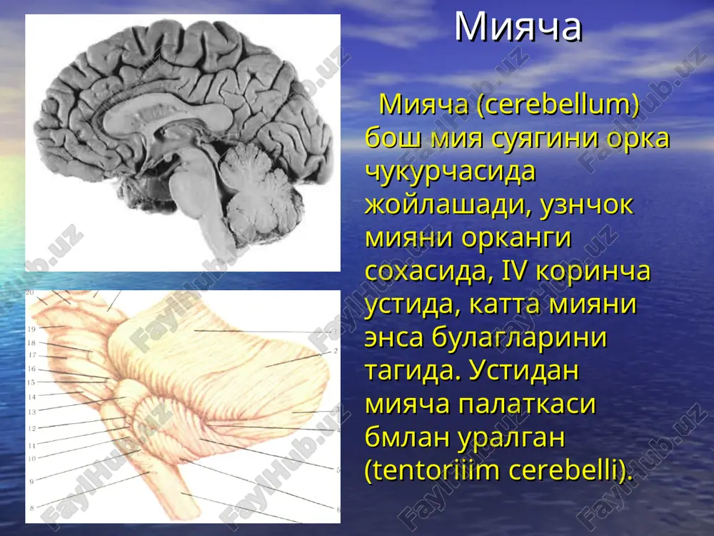 chi yullar kiradi: orkangi orkamiya-miyacha yuli, tashki gumbazsimon tolalar (fibrae arcuatae externae), miyacha yarimsharlari va chuvalchan pustlogiga boruvchi main va ponasimon tutamdan tolalar, daxliz-miyacha yuli (tr.vestibulocerebellaris) shatr yadrolariga olivo-miyacha yuli (tr. olivocerebellaris) tishsimon yadroga. miyachani urta oyokchasi (pedunculi cerebellares medii [pontini]) miya kuprigi yadrolaridan boshlangan va karamakarshi miyacha yarimsharida yakunlangan kupgina asab tolalaridan iborat, kuprik-miyacha tolalari (fibrae pontocerebellares), iki neyrondan iborat pustlok-kuprik-miyacha yulini bir kismi bulib, uni yordamida bosh miya pustlogi (asosan peshona bulagi) miyachani karamakarshi yarimshar pustlogi bilan boglanib turadi. yukori miyacha oyokchalari (pedunculi cerebellares craniales [superiores]) miyachani urta miyani tomini yukori tepaliglari bilan boglab turadi. ular tarkibiga: — oldingi orka miya-miyacha yulini miyacha chuvalchangi va miyacha-kopkok yullari bilan boglab turadigan yul (tr. cerebellotegmentalis) tishsimon yadrodan urta miya tomiga yunalgan. kesishuvni xosil kilib (vernekinka) tolalarni bir kismi urta miya tomining yukori tepaliglarida yakunlanadi, ikinchi kismi – miyacha-kizil yadro yuli shaklida – kizil yadroga boradi, uchunchi kismi – miyacha-talamus yuli …