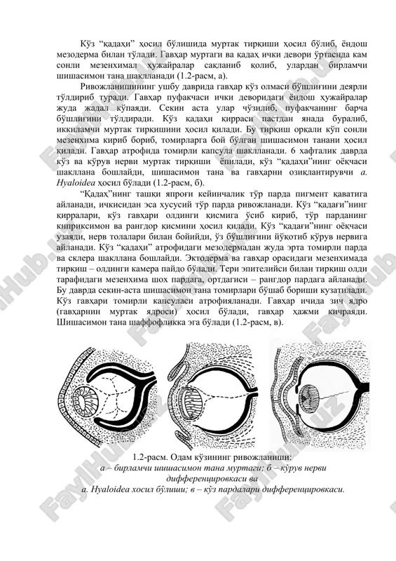 i va qadah ichki devori o'rtasida kam sonli mezenximal hujayralar saqlanib qolib, ulardan birlamchi shishasimon tana shakllanadi (1.2-rasm, a). rivojlanishining ushbu davrida gavhar ko'z olmasi bo'shlig'ini deyarli to'ldirib turadi. gavhar pufakchasi ichki devoridagi yondosh hujayralar juda jadal ko'payadi. sekin asta ular cho'zilib, pufakchaning barcha bo'shlig'ini to'ldiradi. ko'z qadahi qirrasi pastdan yanada buralib, ikkilamchi murtak tirqishini hosil qiladi. bu tirqish orqali ko'p sonli mezenxima kirib borib, tomirlarga boy bo'lgan shishasimon tanani hosil qiladi. gavhar atrofida tomirli kapsula shakllanadi. 6 xaftalik davrda ko'z va ko'ruv nervi murtak tirqishi yopiladi, ko'z “qadahi”ning oyoqchasi shakllana boshlaydi, shishasimon tana va gavharni oziqlantiruvchi a. hyaloidea hosil bo'ladi (1.2-rasm, b). “qadah”ning tashqi yaprog'i keyinchalik to'r parda pigment qavatiga aylanadi, ichkisidan esa xususiy to'r parda rivojlanadi. ko'z “qadag'i”ning qirralari, ko'z gavhari oldingi qismiga o'sib kirib, to'r pardaning kipriksimon va rangdor qismini hosil qiladi. ko'z “qadag'i”ning oyoqchasi uzayadi, nerv tolalari bilan boyiydi, o'z bo'shlig'ini yo'qotib ko'ruv nerviga aylanadi. ko'z …