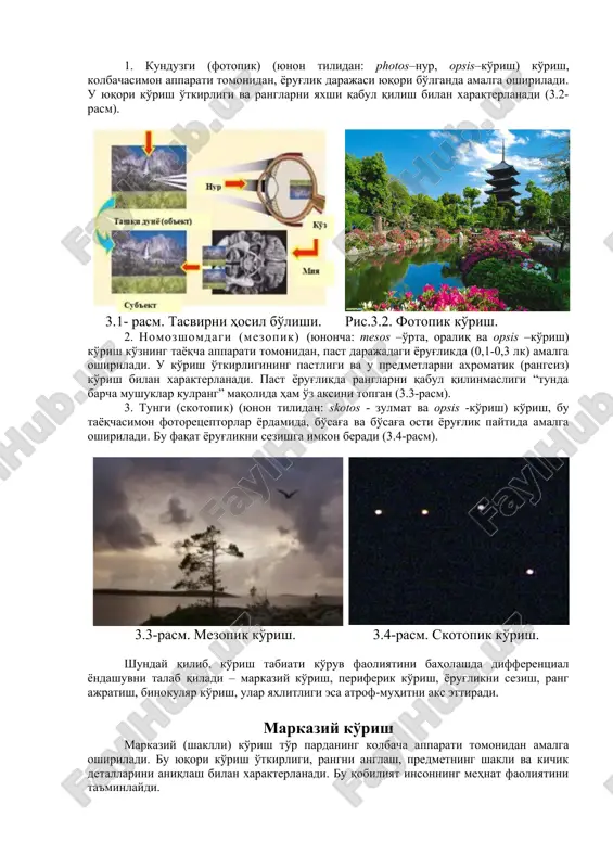tiklanadi. ushbu fotokimyoviy jarayon yorug'lik energiyasini nerv impulslariga aylantirishga yordam beradi. ob'ektlarning tasvirining yorug', to'qroq tusdagi va rangli detallari to'r pardaning fotoretseptorlarini turli xil qo'zg'atadi va tashqi dunyo ob'ektlarining yorug'ligini, rangini va shaklini sezishga imkon beradi. 3. fotoretseptorlarda paydo bo'lgan impulslar, nerv tolalari orqali bosh miya yarim sharlari ko'ruv markazlariga o'tkaziladi. 4. bosh miya po'stloq markazlarida nerv impulslari energiyasi ko'ruv hissi va tasvirga aylanadi. shunday qilib, ko'z – tashqi dunyo ob'ektlari bilan bevosita aloqa qilmagan xolda, tashqi dunyo haqida keng ma'lumot beruvchi, distant retseptor bo'lib xisoblanadi. boshqa analizator tizimlari bilan yaqin aloqada bo'lgani uchun, boshqa retseptorlar – ta'm, hid, taktil retseptorlari tomonidan amalga oshirilishi mumkin bo'lgan ma'lumotlarni, ko'ruv analizatori masofadan turib ko'rish orqali ob'ektning xususiyatlarini bilib olish imkonini beradi. shunday qilib, limon va shakar tasviri nordon va shirin, gul tasviri – uning hidi, qor va olov – harorat haqida fikr hosil qiladi. turli xil retseptor tizimlarining birlashtirilishi va o'zaro bog'liqligining …