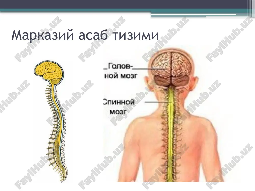 ta'sir qiladi. sinapslar sinaps (grech. σύναψις, ot συνάπτειν — quchoqlash.siqish.qo'l silkitish)-ikkita neyron orasidagi aloqa joyi. sinaps ikki hujayra o'rtasidaqo'zg'alishni uzatish uchun xizmat qiladi va sinaptik uzatish paytida signalning amplitudasi va chastotasi tartibga solishi mumkin. sinapslar klassifikatsiyasi sinapslar bir-biridan farq qiladi: ta'sir mexanizmi(elektr,kimyoviy,aralash) nerv hujayrasi yuzasida lokalizatsiyasi. (aksosomatik,akso-aksonal,aksodentrial) funktsiyasi (qo'zg'atuvchi yoki tromozlovchi). sinaps strukturasi sinaps murakbbab funktsional shakllanish bo'lib,quyidagilardan iborat: presinaptik membrani; sinaptik yoriq; postsinaptik membrani. sinapsda qo'zg'alishning uzatilishi elektr sinapsi ximik sinaps sinaptik uzatilish bosqichlari rag'batga javoban presinaptik membrana depolyarizatsiyasi. ca2+ ga o'tkazuvchanlikning oshishi(kuchlanish bilan bog'langan kaltsiy kanallari ochiladi). neyrotrasmitter (mediator)kvantini ekzatsitoz orqali sinaptik yoriqqa chiqarish. mediaorning postsinaptik membranag diffuziyasi va uning postsinaptik membrana retseptorlari bilan aloqasi. neyrotransmitterlar (mediatori) v 1936 godu o. levi i g. deylu bila prisujdena nobelevskaya premiya za otkritie neyromediatorov v seredine 1980-x tomas zyudof opisal mexanizm peredachi impulsov nervnoy sistemi cheloveka s pomoshyu neyrotransmitterov — molekul, kotorie, puteshestvuya vnutri nervnix volokon, ot odnogo neyrona k …