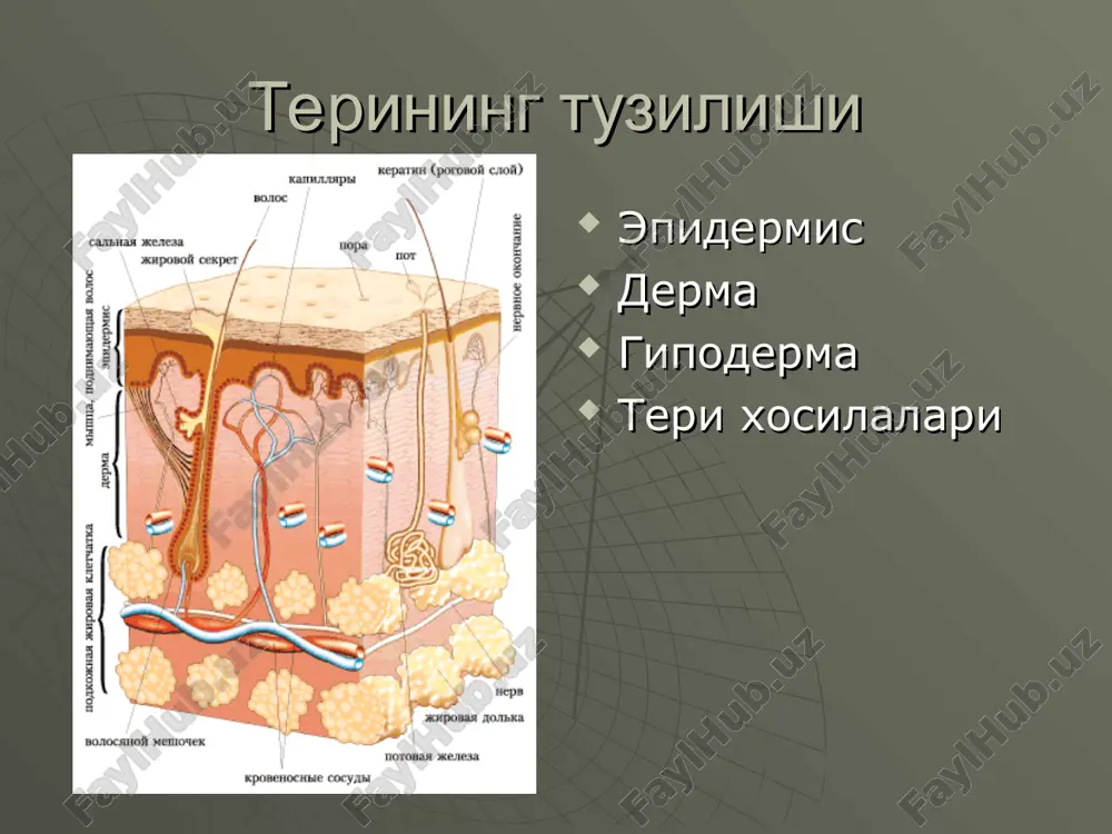zahmda uchraydi. teri sili tugun bo'shliqsiz elementlar qatoriga kirib,teri damidan ancha ko'tarilib turadi kattaligi 1-5 sm asosan gipodermada joylashadi moxov, teri sili, leyshmanioz, uchlamchi zahm, fibroma, lipomada uchraydi. moxovdagi lepromalar pufakcha teri damidan ko'tarilib turadigan,kovak, seroz suyuqligi bor eksudativ element. kattaligi 1,5mm dan 5mm gacha. uchuqlar, dermatit, ekzema, dyuring gerpetiform dermatitda uchraydi. o'rab oluvchi temiratkida guruhlashgan pufakchalar pufak ichi kovakli eksudativ element.kattaligi 0,5sm dan 5-7 sm gacha bo'lishi mumkin. po'rsildoq yara, pemfigoid, bullyoz epidermoliz, dyuring gerpetiform dermatitda uchraydi. chin po'rsildoq yara madda teri damidan ko'tarilib turadigan va ichida yiring bo'ladigan bo'shliq element. qavarchiq teri damidan biroz ko'tarilib turadigan bo'shliqsiz element.dermaning so'rg'ichsimon qavatida chegaralangan o'tkir yallig'lanishi va serozli shish paydo bo'lishi natijasida vujudga keladi ikkilamchi morfologikelementlar pigmentatsiya tangacha qoraqo'tir,po'stloq yoriqlar ekskoriatsiya eroziya yara chandiq vegititsiya lixenifikatsiya gipermentatsiya-birlamchi elementlar(tuguncha, tugun, pufakcha, pufak)ning so'rilishi natijasida yuzaga keladigan terining rang o'zgarishi. terida pigmentlanishning buzilishi depigmentatsiya-birlamchi elementlar(tuguncha, tugun, pufakcha, pufak)ning so'rilishi natijasida yuzaga keladigan terining …