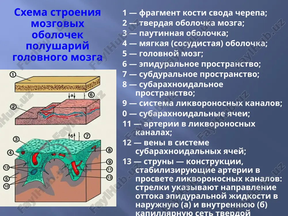 spinnogo mozga. leptomeningit – vospalenie myagkix mozgovix obolochek. paximeningit – vospalenie tverdoy mozgovoy obolochki. araxnoidit – vospalenie pautinnoy obolochki. panmeningit – vospalenie vsex obolochek. klassifikatsii v zavisimosti ot xaraktera vospalitelnogo protsessa i izmeneniya tserebrospinalnoy jidkosti, vse meningiti delyat na dve gruppi: gnoynie i seroznie. po tipu techeniya videlyayut: ostrie, podostrie i xronicheskie meningiti. po nalichiyupervichnogo ochaga videlyayut pervichnie i vtorichnie meningiti. 6 klassifikatsii v zavisimosti ot etiologicheskogo faktora : - bakterialnie (gnoynie – meningokokkoviy, pnevmokokkoviy i dr; – seroznie - tuberkulezniy, sifiliticheskiy, i t.d.), - virusnie, - gribkovie, - protozoynie meningiti. - smeshannie 7 osobennosti klinicheskix proyavleniy klinicheskaya kartina vsex meningitov xarakterizuetsya nalichiem meningealnogo simptomokompleksa. k nemu otnosyat chetire gruppi simptomov: - obshemozgovie i toksicheskie; - obolochechnie; - porajenie cherepnix nervov; - izmeneniya tserebrospinalnoy jidkosti. 8 obshemozgovie simptomi k obshemozgovim i toksicheskim simptomam otnosyatsya: golovnaya bol, nosyashaya diffuzniy xarakter i usilivayushayasya pri rezkix dvijeniyax, foto - i fonofobiya; - rvota …