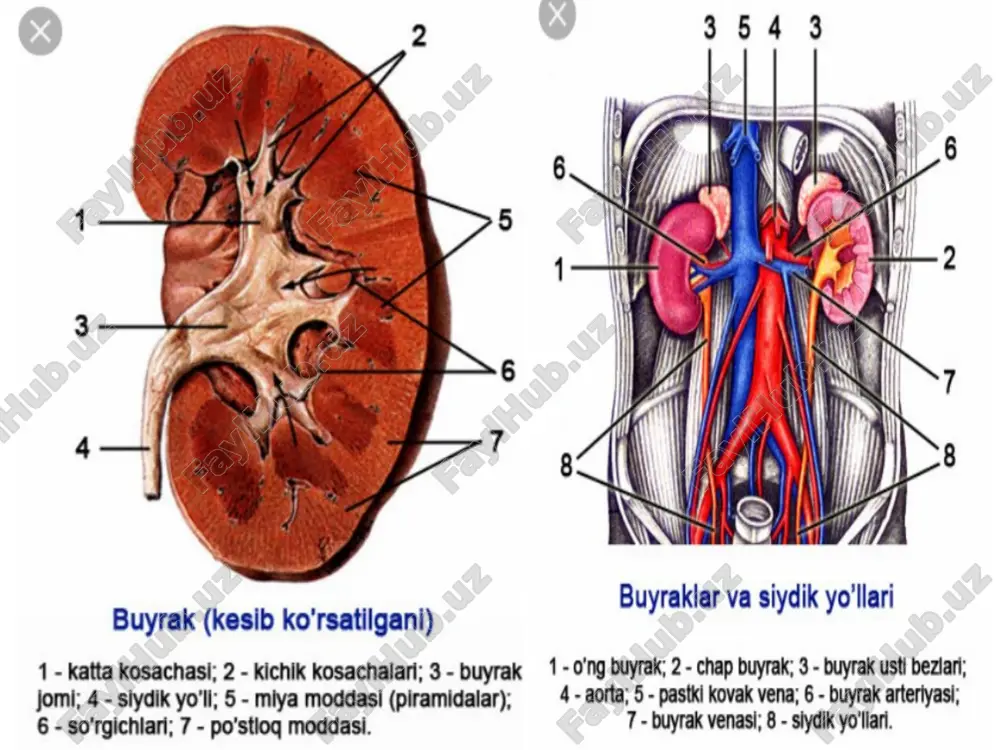 bolalar polikistozi; buyrak solitar kistasi: oddiy; dermoid; parapelvikal kista, kosacha va jom kistalari: buyrak son jihatidan anomaliyasi buyrak aplaziya (ageneziya)si. odatda hech qanday klinik belgilar namoyon bo‘lmaydi. ko‘pincha ikkinchi buyrak patologiyasi bilan tekshirish paytida yoki qandaydir boshqa kasallik natijasida tasviriy rentgen bajarilganida aniqlanadi. aniq tashxis qo‘yish uchun esa xromosistoskopiya, ekskretor urografiya, retropnevmoperitoneum hamda ultratovush tekshirishlari o‘tkaziladi. mana shu gipertrofiyali buyrak o‘z funksiyasini me’yorida bajarayotgan bo‘lsa, buyrak yetishmovchiligi kuzatilmaydi. agar u biron-bir kasallikka duchor bo‘lsa, tegishli simptomlar tezda namoyon bo‘ladi. bunda oligoanuriya o‘ziga xos belgilardan biri bo‘lib hisoblanadi. mana shuni hisobga olib, ikkinchi buyrak bor yoki yo‘qligini bilmasdan turib, hech qachon nefrektomiya qilish mumkin emas. buni aniqlash maqsadida angiografiya qilish lozim buyrak angiografiyasi. chap buyrak aplaziyasi. ikki tomonlama buyrak aplaziyasi juda kamdan kam uchraydigan hol bo‘lib, odatda bola chala yoki o‘lik tug‘iladi, yoki bir necha kun yashaydi buyrakning ikkilanishi . eng ko‘p uchraydigan patologiya bo‘lib, buyrak anomaliyalari ichida 10,4 %ni tashkil …