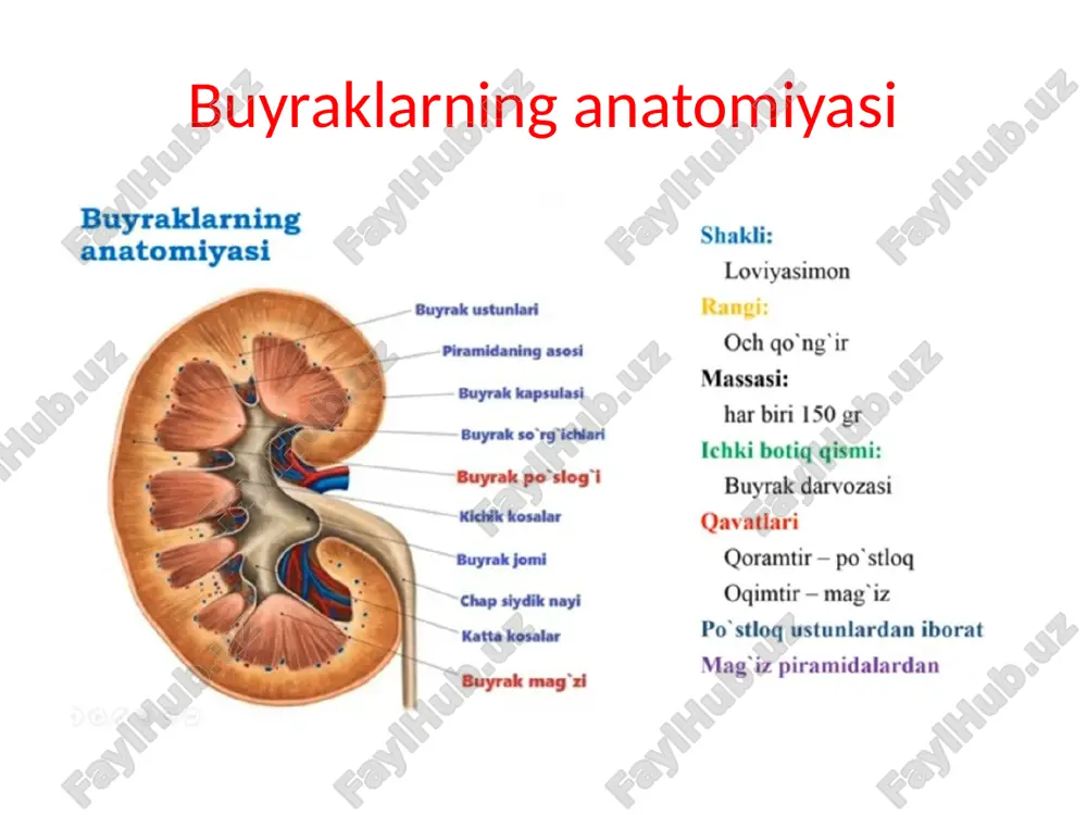 buyraklarning anatomiyasi - Page 2