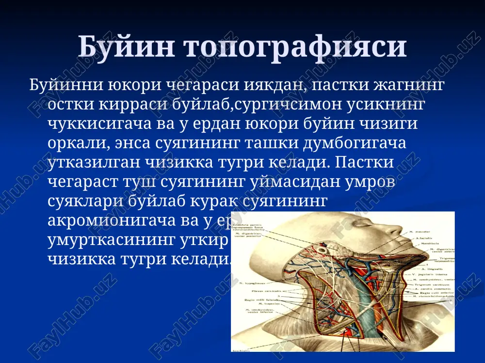 limlarga buladi. bu fastsiya xam birinchi fastsiyaga uxshab buyinni xamma tomonidan urab oladi. jag osti uchburchagida jag osti sulak beziga kapsula xosil kiladi. kapsula bezni xamma tomondan uramaydi, uning jag osti suyagiga tegib turgan tomoni ochik koladi. shuning uchun 3. buyinning uchinchi fastsiyasi - xususiy fastsiyaning chukur varagi, lamina profunda f. colli propria - buyinning fakat oldingi kismida buladi. yukoridan til osti suyagiga, pastdan tush va umrov suyaklarining orka yuzasiga yopiladi. xikildok oldi mushaklar m.omohyoideus, m. sbernohioideus 4. buyinning turtinchi fastsiyasi - f.endocervicalis, buyinning ichki fastsiyasi, kalla suyagi asosidan boshlanadi va ikkita-parietal xamda vistseral varaklarga bulinadi. agar parietal varagi buyindagi xamma a'zolar uchun umumiy kin xosil kilib, buyinning asosiy kon-tomir nerv tutamini urasa, vistseral varak buyindagi azolarni xar biriga aloxida kapsula xosil kiladi. shuning uchun buyindagi ba'zi bir a'zolar masalan, kalkonsimon bez uzining fibroz (ichki) va fastsial kapsula (tashki) siga ega. bu fastsiya buyindagi a'zolar buylab kukrak bushligiga utib ketadi. …