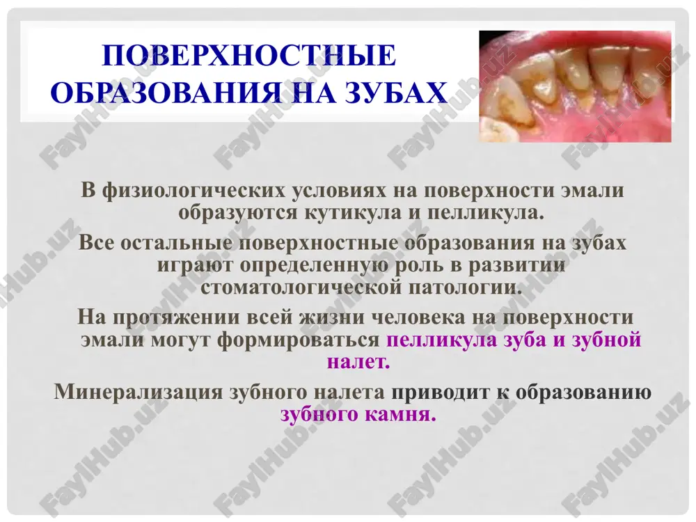 ionnie svyazi i gidrofobnie vzaimodeystviya. funktsii pellikuli zuba priobretennaya pellikula zuba (ppz) predstavlyaet soboy barer, cherez kotoriy reguliruyutsya protsessi mineralizatsii i demineralizatsii emali, a takje osushestvlyaet kontrol za sostavom mikrobnoy flori, uchastvuyushey v obrazovanii zubnogo naleta. ris. mikroflora pod nebom. zubnoy nalet zubnoy nalet – struktura, obrazovannaya pri prilipanii k pellikule zuba bakteriy i produktov ix jiznedeyatelnosti, a takje komponentov slyuni i neorganicheskix veshestv. zubnoy nalet voznikaet putem osajdeniya mikroorganizmov - streptokokkov, stafilokokkov, laktobakteriy i dr. na poverxnost pellikuli zuba i rastet za schet postoyannogo naslaivaniya novix vidov bakteriy. po nekotorim dannim v sostav zubnogo naleta vxodyat ot 400 do 1000 vidov mikroorganizmov. 7 biologicheskaya plenka – zubnoy nalet pod uvelicheniem vse mikroorganizmi zubnogo naleta - eto postoyannie obitateli rotovoy polosti i v normalnix usloviyax bezvredni. odnako pri ne soblyudenii gigieni polosti rta, chislo bakteriy v nalete so vremenem uvelichivaetsya. bakterii, naxodyashiesya blije k poverxnosti zuba, perexodyat na anaerobnoe dixanie, …