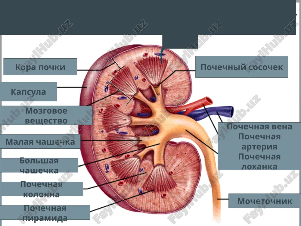 ki, pochechnaya kolika, paranefrit, nefroptoz) -v nizu jivota (mochevoy puzir) -v promejnosti (prostata) rasstroystva mocheispuskaniya (dizuriya): boleznennoe, uchashennoe (pollakiuriya), zatrudnennoe (stranguriya), nederjanie mochi izmenenie vida mochi: krasnaya (makrogematuriya), «myasnie pomoi», mutnaya, pesok, konkrementi ogranichenie priema jidkosti jarkaya i suxaya pogoda lixoradka ostraya pochechnaya nedostatochnost gipovolemiya degidratatsiya shok ostriy glomerulonefrit obstuktsiya mochetochnikov 2-x storonnyaya narushenie funktsii detruzora oligouriya ( 2 l/sut) nagruzka ob'emom upotreblenie bolshogo kolichestva jidkosti utrata kontsentratsionnoy funktsii xronicheskaya pochechnaya nedostatochnost povishennoe osmoticheskoe davlenie glyukozuriya (saxarniy diabet) defitsit antidiureticheskogo gormona nesaxarniy diabet forsirovanniy diurez terapiya diuretikami anamnez istoriya zabolevaniya -pereoxlajdenie -infektsiya (streptokokkovaya, virusi, vich, sifilis, tuberkulez, leptospiroz, gemorragicheskaya lixoradka, malyariya) -allergicheskie reaktsii -gestoz beremennix, vikidishi -lekarstvennie preparati (analgetiki, preparati zolota, penitsillamin, aminoglikozidi, protivoepilepticheskie) -zloupotreblenie alkogolem,narkotikami anamnez istoriya jizni -perenesennie/soputstvuyushie zabolevaniya: xr. tonzillit, ag, sd, podagra, zabolevaniya pecheni, onkologiya, xr. gnoynie zabolevaniya, tuberkulez, sistemnie zabolevaniya (skv, ra, sistemnie vaskuliti) i dr. -professionalniy anamnez: kontakt s radiatsiey, benzolom, rastvoritelyami, uglevodorodami, tyajelimi …