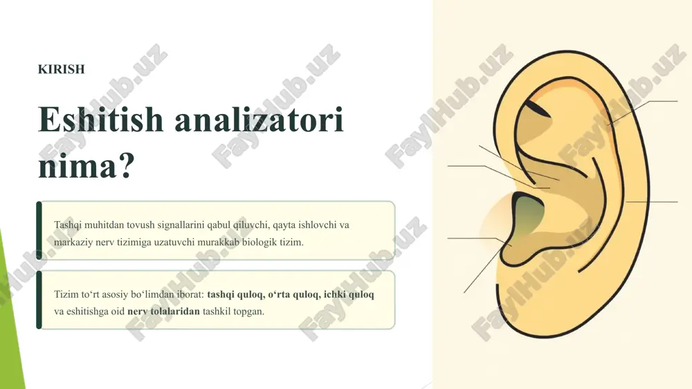 hosil bo‘lgan bioelektr signallar eshitish nervi orqali miyaga uzatiladi va tahlil qilinadi. signal hosil bo‘lishi tuksimon hujayralar mexanik energiyani elektr impulsga (bioelektr signalga) o‘zgartiradi. eshitish nervi impulslar viii kranial nerv (vestibulokoxlear nerv) orqali markaziy nerv tizimiga (bosh miyaga) yo‘l oladi. miyadagi tahlil impulslar miyaning eshitish markazida (chakka bo‘lagida) qayta ishlanadi va tovushning balandligi, chastotasi, tembri va yo‘nalishi aniqlanadi. 6 eshitish analizatorining chegaralari inson qulog‘i cheklangan diapazondagi chastotalarni qabul qila oladi. bu chegaralar yoshga va tashqi omillarga bog‘liq. 20 hz minimal chastota odam eshita oladigan eng past chastota. 20 khz maksimal chastota odatda yosh insonlar eshita oladigan eng yuqori chastota. 1-3 khz eng katta sezgirlik inson nutqi va asosiy tovushlar ushbu optimal chastota oralig‘iga to‘g‘ri keladi. 140 db og‘riq chegarasi bu darajadan yuqori tovushlar doimiy eshitish shikastlanishiga olib keladi. 7 binaural effekt va fazoviy eshitish tovush manbaini fazoda aniqlash qobiliyati bizga atrof-muhitni uch o‘lchovli idrok etish imkonini beradi. vaqtdagi farq (interaural …