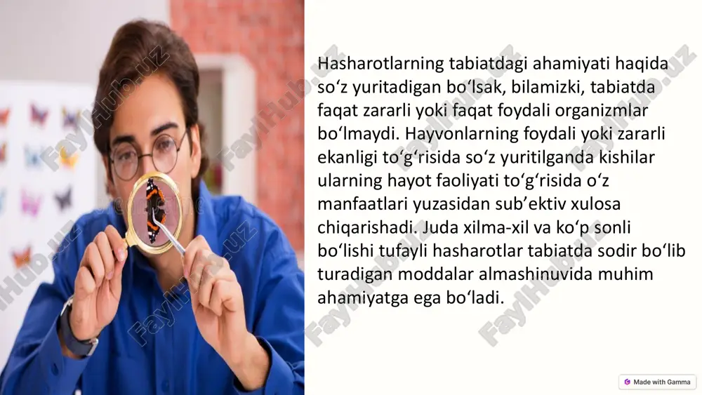 n, tarvuz, qovoq, no’xot, mosh, loviya, bangidevona va boshqalar) asosan hasharotlar yordamida changlanadi. boshqa ko’pchilik gulli o’simliklar ham hasharotlar bilan changlanganda mo’l hosil beradi. beda faqat yakka yashaydigan arilar yordamida changlanadi. pahmoq arilar sebarganing asosiy changlatuvchisi hisoblanadi. https://gamma.app/?utm_source=made-with-gamma biologik kurashda foydali hasharotlar zararli hasharotlarni aniqlash qanday zararli hasharotlar mavjudligini aniqlash. foydali hasharotlarni tanlash zararli hasharotlarni yeyadigan hasharotlarni tanlash. foydali hasharotlarni chiqarish foydali hasharotlarni dalaga chiqarish. https://gamma.app/?utm_source=made-with-gamma zararkunanda hasharotlarga biologik qarshi kurash. zarakunandalarga qarshi biologik kurash usuli tirik organizmlar yoki ular ishlab chiqargan mahsulotlardan foydalanishga asoslangan. zararkunanda tunlamlarga qarshi kurashda sun'iy sintez qilingan hidli moddalar-feromonlar ayniqsa yaxshi samara bermoqda. feromon urg’ochi hasharot hid bezi moddasi bo’lib, erkak hasharotni uzoqdan jalb qilish xususiyatiga ega (yunoncha feroh-uzoqdan, monc- jalb qilish). bu usul erkak hasharotni qirib tashlab, urg’ochi hasharotlarni pushtsiz qoldirishdan iborat. hozir feromonli tuzoqlar g’o’za tunlami, karadrina, olma qurti, tengsiz ipak qurtiga qarshi foydalanilmoqda. har qaysi feromonlar faqat bir tur hasharotni jalb qiladi, …