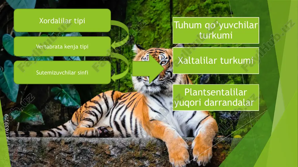 ari qirgʻoqlarida va suvda yashaydi. mayda suv hayvonlari bilan oziqlanadi. urgʻochisi yilda 1marta suv havzalari qirgʻogʻida kovlangan iniga 1—2, baʼzan 3 ta tuxum qoʻyadi. qimmatbaho moʻynasi uchun koʻplab ovlangan. hozir ovlash man etilgan. oʻrdakburun-(lotincha „ornithorhynchus anatinus“) tovushqon kattaligidagi hayvon boʻlib, u faqat avstraliyaning sharqiy qismida va tasmaniyada uchraydi. uning boshida oʻrdaknikiga oʻxshash keng va uzun muguz tumshugʻi bor (tumshugʻining uzunligi 6 sm, kengligi esa 5sm uzunlikka yetshi mumkin), shu sababli unga shu nom qoʻyilgan. oʻrdakburunning kallasi tanaga deyarli toʻgʻridan — toʻgʻri tutashgan boʻlib, boʻyni deyarli sezilmaydi. yosh oʻrdakburunlarda sodda koʻrinishidagi tishlar boʻladi, ammo u voyaga yetgach tishlar yoʻqolib ketib, uning oʻrnini shoxsimon plastinalar egallaydi. koʻzlari kichkina, tashqi quloqlari yoʻq. ammo u juda yaxshi koʻradi va eshitadi. oyogʻining barmoqlari orasida suzgich pardasi boʻlib, ana shu pardasi yordamida yaxshi suzadi. oʻrdakburun tumshugʻi bilan suvdan har xil mayda umurtqasiz hayvonlarni sizdirib oladi. voyaga yetgan oʻrdakburunning vazni 1 dan 2.4 kg gacha ogʻirlikda, uzunligi …