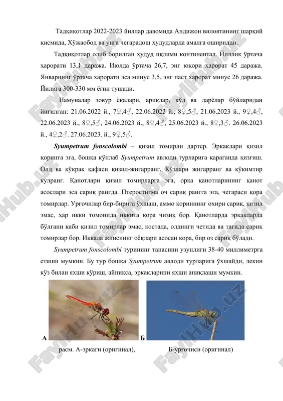 a o'rtacha 26,7, eng yuqori harorat 45 daraja. yanvarning o'rtacha xarorati esa minus 3,5, eng past xarorat minus 26 daraja. yiliga 300-330 mm yog'in tushadi. namunalar zovur yoqalari, ariqlar, ko'l va daryolar bo'ylaridan yig'ilgan: 21.06.2022 y., 7♀,4♂, 22.06.2022 y., 8♀,5♂, 21.06.2023 y., 9♀,4♂, 22.06.2023 y., 8♀,5♂, 24.06.2023 y., 8♀,4♂, 25.06.2023 y., 8♀,3♂. 26.06.2023 y., 4♀,2♂. 27.06.2023. y., 9♀,5♂. syumpetrum fonscolombi – qizil tomirli darter. erkaklari qizil qoringa ega, boshqa ko'plab syumpetrum avlodi turlariga qaraganda qizg'ish. old va ko'krak qafasi qizil-jigarrang. ko'zlari jigarrang va ko'kimtir kulrang. qanotlari qizil tomirlarga ega, orqa qanotlarining qanot asoslari esa sariq rangda. pterostigma och sariq rangga ega, chegarasi qora tomirlar. urg'ochilar bir-biriga o'xshash, ammo qorinning oxiri sariq, qizil emas, har ikki tomonida ikkita qora chiziq bor. qanotlarda erkaklarda bo'lgani kabi qizil tomirlar emas, kostada, oldingi chetida va tagida sariq tomirlar bor. ikkala jinsning oyoqlari asosan qora, bir oz sariq bo'ladi. syumpetrum fonscolombi turining tanasini uzunligi 38-40 …