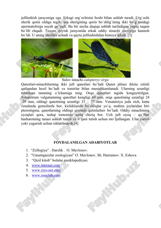 eyin kattalarning ketishi asta – sekin sodir bo`ladi, shuning uchun ba’zi turlar hatto oktabr oyida ham topiladi. ninachilarning oziq – ovqat afzalligi yo`q, ular mos o`lchamdagi har qanday narsalarni ovlaydi. oddiy ninachi urg`ochi tuxumlarini qirg`oq bo`yidagi loyga, nam tuproqqa yoki suvga qo`yadi. ninachilarning ko`rininshi va biologik xususiyatlari muhim ahamiyatga ega. ular suv ombori aholisi orasida muhim ro`l o`ynaydi. nimfalar turg`un yoki zaif oqadigan suvda yashaydi. ular yashirin hayot kechirishni, suv o`simliklari orasida yashirishni yoki loyga ko’milishni yoqtiradi. oddiy ninachi lichinkasi qisqa va keng tanaga ega. niqobning shakli dubulg`a shaklida. kichik yirtqichlar faqat tirik o`lja bilan oziqlanadi. ular ko`p vaqtlarini pistirmada o`tkazadilar, hasharotlar lichinkalari yoki dafniyalarning yaqinlashishini kutishadi. oziq – ovqat ko`p miqdorda is’temol qilinadi. kun davomida ular massasi o`zlaridan ko`p bo`lgan umirtqasiz hayvonlar yeyishadi.[2] ko’payishi-hasharotlarning jinsiy deformizmi rang berishda namoyon bo`ladi. bu ninachilarning reprodutiv hatti – harakatlariga ta’sir qiladi. ninachilar murakkab juftlashish jarayoniga ega. erkagi urg`ochisini boshi bilan ushlab turadi. …