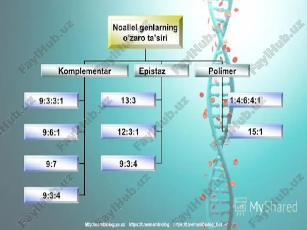 atsimon va bargsimon tojli tovuqlar 9:3:3:1 nisbatda toʻrtta fenotipik sinflar olinadi. gʻ,da kuzatilmagan yangi belgi, yaʼni yongʻoqsimon tojning rivojlanishi gulsimon tojni rivojlantiruvchi, mas, a geni bilan noʻxatsimon tojni rivojlantiruvchi dominant v genining oʻzaro komplementar taʼsiriga bogʻliq. ota-ona sifatida olingan gulsimon tojli tovuklar oʻz geno-tipida gulsimon tojni nazorat qiluvchi a genining dominant allellariga hamda noʻxatsimon tojni boshqaruvchi v genining resessiv allellariga (aavv), ota sifatida olingan noʻxatsimon tojli xoʻrozlar esa, aksincha — aavv genotipga ega boʻlgan. ota-ona va birinchi avlod parrandalarining genotipini quyidagicha koʻrsatish mumkin: r 9 aavv (gulsimon tojli) x s aavv (noʻxatsimon tojli) gʻ, aavv (yongʻoqsimon tojli). belgilarning komplementar tipda irsiylanishi 9:7; 9:6:1; 9:3:4 nisbatda ham boʻlishi mumkin. xo’roz tojining komplementar irsiylanishi xo’roz tojlarining irsiylanishi image2.jpeg image3.jpeg image4.jpeg image5.png image6.png image7.jpeg image8.png image1.jpeg /docprops/thumbnail.jpeg