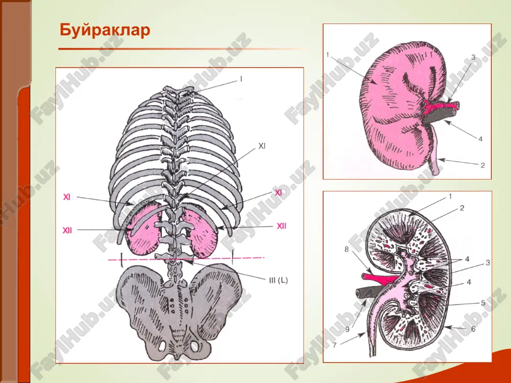. kunlik diurez- 2 litrdan ortmagan sutkalik siydik xajmi (2/3- kunduzi, 1/3-tunda). poliuriya- kunlik diurez 2 l va undan ko'p. nikturiya- tungi diurez kunduzgidan ko'p. oliguriya- sutkalik siydik xajmi 500 mldan kamayishi anuriya- siydik pufagiga sutkasiga 50 mldan ko'p siydik tushmaydi. farqlanadi: arenal, prerenal, renal(sekretor), subrenal siydik ajratish buzilishlari buyrak kasalliklarida siydik ajratish buzilishi kuzatiladi -/dizuriya/ poliuriya- sutkalik siydik miqdori 2 litrdan ko'p kuzatiladi: ko'p suyuklik ichganda, diuretiklar kabul kilganda,qandli diabetda, qandsiz diabetda, surunkali buyrak etishmovchiligida (nisbiy zichligi pasaygan) oliguriya cutkalik siydik miqdori 500 mldan kam. buyrakdan tashqari sabablar tufayli (suyuqlik kam ichganda, terlashning kuchayishi, profuz ich ketish,to'xtovsiz qusish, yurak etishmovchiligida organizmda suv ushlanib qolganda), shuningdek glomerulonefritda, pielonefrit, uremiya, nefrotoksik zaxarlar bilan zaxarlanishda. yodda tuting: oliguriya,buyrak funktsiyasi buzilishi bilan bog'liq, ko'p xollarda siydik bilan osmotik faol moddalar kam ajraladi va solishtirma og'irligi pasayadi oliguriyada agar buyrak funktsiyasi saqlangan bo'lsa solishtirma og'irligi normada yoki ortadi anuriya siydik ajratishning keskin kamayishi (100 …