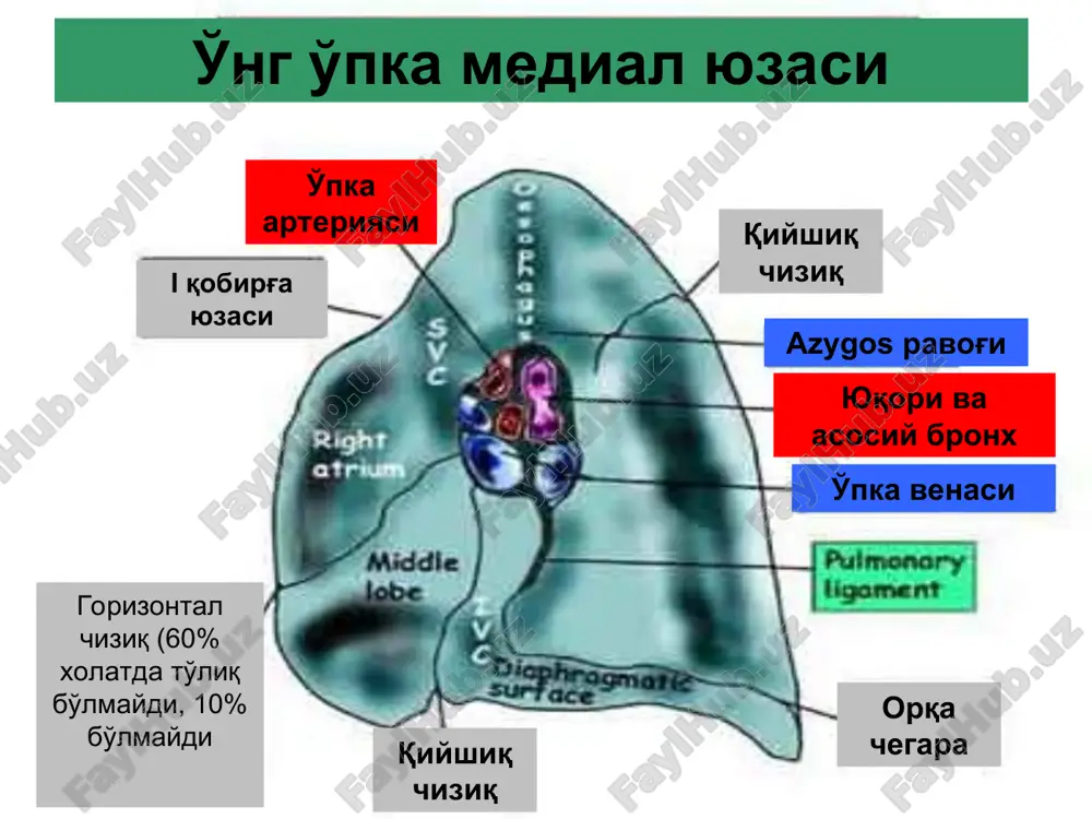 tekshirish usullari tsitologik tekshirish usullari o'pka surunkali abstsesslarni differentsial-diagnostik belgilari diagnostik belgi klinik sog'ayish surunkali shakliga o'tishi perifokal sohada bronxial daraxtni deformatsiyasi  + o'pka arteriyasining bo'lak yoki segmentar shoxlarini amputatsiyasi - + angiopulmonogrammada perifokal sohada kapillyar fazani yo'qolishi - + arteriovenoz oqmalarni mavjudligi - + perifokal sohada bronxial arteriya shohlarining gipervaskulyarizatsiyasi - + + marchuk indeksini laborator (pl) 1,5 ed past bo'lishi. +  o'pka surunkali abstsessi - bu o'pka 2 – 3 oydan ko'p mavjud bo'lgan nospetsifik yallig'li chegaralangan yiringli bo'shliq bo'lib, tarkibida yiring va sekvestrlar mavjud bo'ladi. ba'zi paytda atrof to'qimasi infilt-ratsiyasi kuzatiladi o'pka abstsessi o'pka abstsessi bronxografiyasi chap o'pka pastki bo'lagi ko'plab abstsessi surunkali abstsessda bronxoskopik tekshiruv o'pka abstsessini transbronxial kateterlash usullari o'pka abstsessini transtorakal drenajlash usullari ikkala o'pka polikistozi chap o'pka polikistozi bronxoektatik kasallik - bu bronx – o'pka apparatining surunkali yallig'lanish kasal-ligi bo'lib, bronxlar devori elastik va yumshoq, mushak komponentlarining destruk-tsiyasi munosabati bilan bronx-lar …