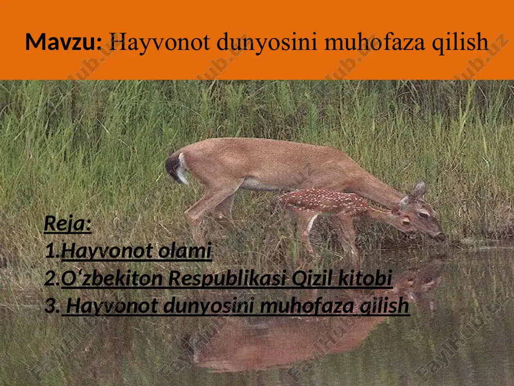 arida uchraydi. hisor davlat qo’riqxonasi tashkil etilgan vaqtda ularning soni taxminan 5-6 bosh bo’lgan, hozirgi kunda esa ilmiy hisob-kitoblarga qaraganda, 22-24 boshdan iborat. turkiston silovsini qo’riqxonaning archa bilan qoplangan o’rmonzorlari ichidagi qoyalarda yashaydi. hozirgi kunda ularning soni taxminan 138 boshga etgan. qo’riqxonaning hamma hududida tyanshan qo’nqir ayig’ini ko’rish mumkin. ularning soni 1983 yilda 35 boshni tashkil etgan bo’lsa, hozirda ular taxminan 157-160 boshga etgani aniqlangan. hayvonot olami boltayutar lochin laylak oqboshli g’umay gulmoy sudralib yuruvchilar hayvonot olami yurtimiz hududida yo’qolib borayotganligi tufayli mamlakatimiz "qizil kitob"iga kiritilgan o’rta osiyo qunduzi qizildaryo, tanxozdaryo va oqsuv daryolari qirg’oqlarida uchraydi va ularning soni taxminan 25-30 boshdan iborat. u erda eng ko’p tarqalgan sut emizuvchi hayvonlardan biri tog’ echkisidir. hisor tog’larining 2500-4300 metr balandliklaridagi alp kengliklarida tog’ echkilaridan tashqari xalqaro tabiatni muhofaza qilish ittifoqi "qizil kitobi"ga kiritilgan qizil sug’urlar oila-oila bo’lib yashaydilar. hozirgi kunda ilmiy taxminlarga asosan qo’riqxona hududida qizil sug’urlarning soni 3700-3800 boshni tashkil …