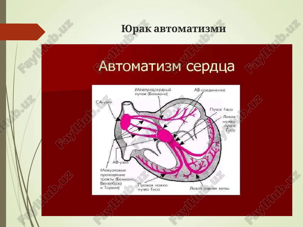 ta'sirida, aksincha simpatik nerv tolalarni kuchsiz ta'siridan kelib chiqadi bundan tashqari, professional sportsmenlarda, og'ir fizik mehnat qiluvchilarda ham uchrashi mumkin. yurak chegaralarini rentgen bilan tekshirganimizda normada, yurak tonlarining biroz bo'g'iqlashganligi kuzatiladi. ekgda r-q interval biroz uzaygan bo'ladi. sinusli aritmiya yurak qo'zg'alishlarida ayrim intervallarning o'zgarishi bilan namoyon bo'ladi. ko'p xolatlarda, nafas bilan bog'liq, nafas aritmiyasi kuzatiladi. nafas olganda yurak urishi ortadi, aksincha, nafas chiqarganda kamayadi. ushbu aritmiya sog'lom odamlarda, asosan yosh organizmda, qarilarda esa kam uchraydi. bundan tashqari, o'tkir infarktda, sinus tugunining jarohatida, ba'zi agonal holatlarda ham kuzatiladi. bemorlarda sezilarli obektiv va subektiv o'zgarishlar ro'y bermaydi. ekg aytarli o'zgarishsiz, t-r intervali ba'zida uzayadi. tashxis: pulsni ushlab bilish qiyin emas. atrio-ventrikulyar ritm yurak ritmini boshqaruvchisi ushbu aritmiyada, sinus tuguni bo'lmay, balki atrioventrikulyar tugun bo'lib qoladi, lekin ushbu aritmiya rivojlanishida impuls tugunning qaysi qismidan hosil bo'layotganligi ham katta ahamiyatga ega. impulslar yuqori bo'lmacha sohasida, o'rta bo'lmacha va qorincha chegarasida, quyi qorincha soxalarida hosil …