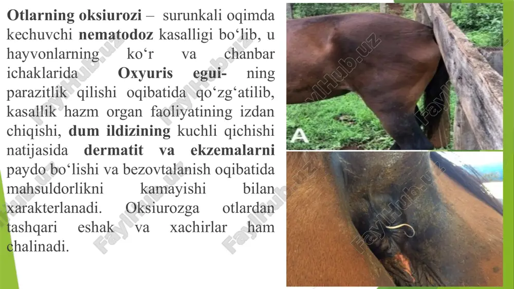 ini chiqarib bo‘lgandan keyin puch holda yerga tushib nobud bo‘ladi. otning orqa chiqaruv burmalariga yopishib olgan tuxumlar 24-60 soat ichida invazion xususiyatga ega boʻlgandan so‘ng yerga tushganda yoki hayvon anusni qashiganda, atrofdagi asbob-uskunalarni, yemishni va stanok devorlarini ifloslantiradi. tezak bilan yerga tushgan urg‘ochi oksiurislar bir necha minutdan keyin tuxum ajrata boshlaydi. diagnoz va differensial diagnoz. kasallikka diagnoz kompleks usulda qo‘yiladi. epizootologik ma’lumotlar inobatga olinishi kerak, kasallikning klinik belgilariga qarab (kasallikni klinik belgilari kasallik uchun juda xos bo‘lgan belgilar hisoblanadi), hamda laboratorik tekshiruv natijalariga asoslanib qo‘yiladi. laboratoriyada gumon qilingan hayvonning dum ildizidan, chotidan qirindi olinib buyum oynachasiga o‘tkaziladi, 2-3 tomchi toza suv yoki glitserin tomizib, qoplag‘ich oyna bilan berkitib, mikroskopda tekshiriladi. oksiuroz kasalligini otlarning paraskaridoz, oddiy dermatit va ekzemalardan farq qila olish kerak. davolash, oldini olish va qarshi kurashish chora – tadbirlari. kasallikni davolashda piperazin va uning tuzlari, panakur (fenbendazol), rintal (febantel), levomizol, albendazol va uning analoglari, ivomek, baymek, ivermektin va …