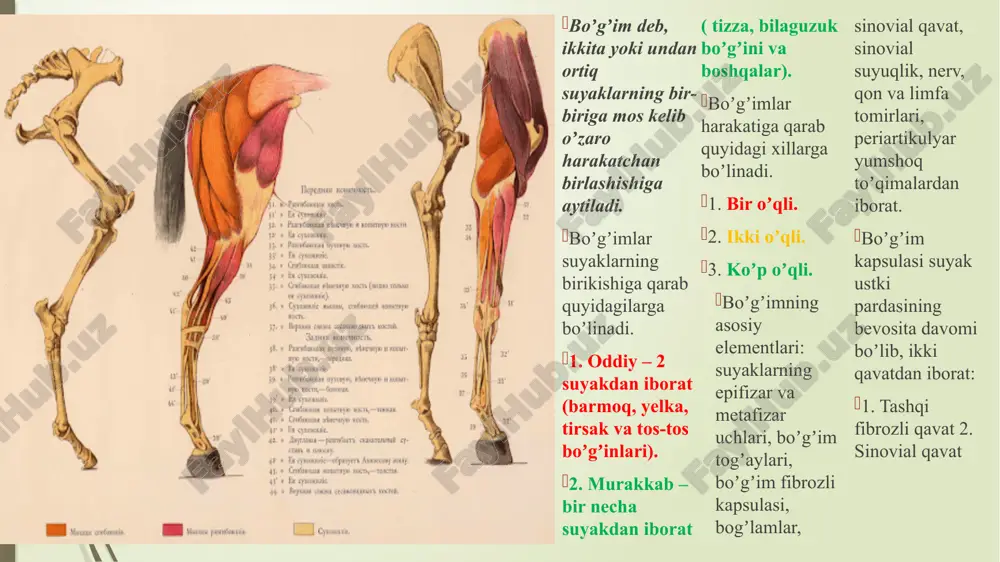 shga oʼtiladi. boldir- oshiq boʼgʼimining oʼtkir serozli sinoviti. otlar keyingi oyogʼiga toʼligʼicha tayanmaydi, uni yarim bukilgan holatda ushlab tuyoq uchiga yengil suyanadi. boʼgʼim atrofini paypaslaganda chegaralangan, issiq va ogʼriqli flyuktuatsiya beruvchi shish borligi aniqlanadi. harakatlanganda yengil yoki ogʼirroq tayanch oqsash kuzatiladi. itlar kasal oyogʼiga umuman tayanmaydi, boʼgʼimni passiv harakatlantirib tekshirganda, keskin himoya reaktsiyasi kuzatiladi. yiringli sinovit. sinovial pardasining yiringli yalligʼlanishi. lat yeyish, jarohat va boshqa mexanik shikast taʼsirida kelib chiqadi. undan tashqari bu jarayon sepsisda, tugʼishdan keyingi infektsiya, manqa, paratif, omfaloflebitda ham rivojlanishi mumkin. mikrob tushishi bilan sinovial qavatlarda yalligʼlanish shishi rivojlanadi. yaqqol giperemiya, sinovial soʼrgʼichlarining shishi, giperplaziyasi kuzatiladi. kapsulaning fibroz qavati va paraartikulyar kletchatkada ham shish paydo boʼladi. sinovial parda sargʼish, baxmalsimon koʼrinishga ega boʼladi. paraartikulyar toʼqimalarda kollateral shish rivojlanadi. keyinchalik boʼgʼim kapsulasida koʼp miqdorda leykotsitlar, limfotsit va eritrotsitlar kuzatiladi. boʼgʼim boʼshligʼida koʼp miqdorda yiringli ekssudat toʼplanadi. gialuron kislotasi va mutsin miqdori keskin kamayadi. muhit kislotali boʼladi pn 5,2-6. …