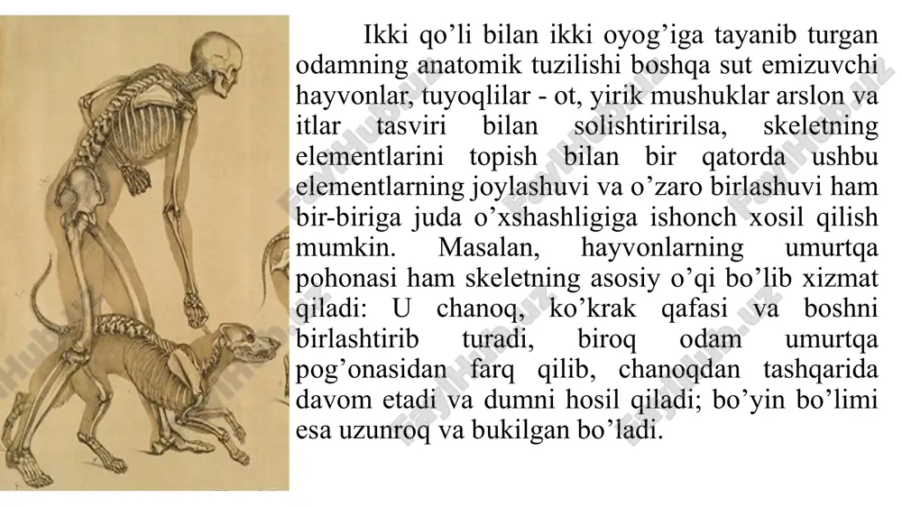 shunday qilib, hayvonlarda odamdagidan farqli o’laroq, erkin qo’l yoki oldingi oyoqning faqat tirsakdan keyingi qismi ko’rinadi. bilak skeleti ham ikkita suyakdan tashkil topgan, faqat uning tuzilishi tuyoqlilar bilan yirtqichlarda bir-biridan farq qiladi. tuyoqlilarning tirsak suyagi kichraygan va bilak suyagi asos bo’lib hizmat qiladi; bu suyaklar pronatsiya holatida qo’zg’almas bo’lib bir-biri bilan qo’shilib ketgan oyoq panjasi orqa tomoni bilan oldinga qarab turadi, chunki changallash harakatlari yo’q va suyaklar faqat tayanich funktsiyasini bajaradi. bilak panja suyaklariga tayanib, kaft usti bo’gimini hosil qiladi. kaft bilak bilan to’g’ri chiziqda yotadi va odamdagidek oldinga qarab yozila olmaydi. kaft barmoq falangalariga tayanib turadi tuyoqlarning har-xil turlarida tayanch bo’lib xizmat qiladigan barmoqlar soni har-xil: cho’chqada-to’rtta, sigirda-ikkita, otda-bitta. barmoq tuyoqqa tayanib turadi; shunday qilib, tuyoqlilar oldingi oyoqlarni barmoqlarining uchi bilan erga qo’yadi. yirik va katta mushuklarda bilak changallash funktsiyasini qisman saqlab qolgan va ikkala suyagi bir-biriga harakatchang bo’ladi. oldingi oyog’i pronatsiya holatida yerga qo’yiladi, biroq hayvon o’ljasiga tashlanganida, …