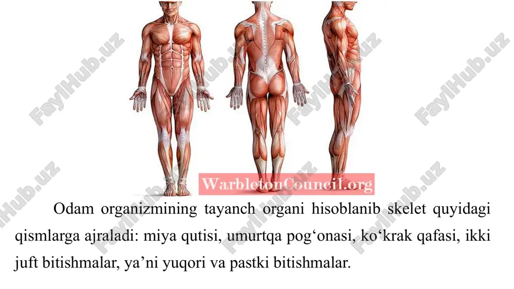 qilish qiyin. malakali rassomlar qalamtasvir, rangtasvir, grafika va haykaltaroshlik san’atida inson qomatini va hayvonlar tasvirlarini haqqoniy bajarishda, uni jonli tarzda shakllantirishda plastik anatomiyaga oid ma’lumotlarini mukammal bilishlari lozim. rassom odam yoki hayvon qiyofasini tasvirlar ekan, uning tuzilishini, anatomiyasini bilmog’i kerakligini uqtiradi. qadimgi usta rassomlar odam shaklini tasvirlashda, uning suyaklar tizimi, paylar tuzilishi, muskullar shakli va ularning turli holatlarida qisqarib yoki cho’zilishi orqali insonning harakatlarining o’zgarishiga e’tibor qaratganlar. portret chizishda esa uning terisiga katta e’tibor berilishini ko’plab ta’kidlaganlar. turli o’quv adabiyotlarida odam va hayvonlarning anatomik tuzilishi: suyaklar, bo’g’imlar, boylamlar, muskullar va ichki a’zolar to’g’isidagi ma’lumotlar to’la yoritilgan, lekin inson tanasining xilma-xil harakatlari jarayonida (o’tirganida, turganida, yugurganida) skelet-muskul qismlarining fazoda o’zaro qanday munosabatda bo’lishi, umumlashtirilgan muskul massivlarining hosil bo’lishi natijasida shaklni o’zgarishi plastik anatomiyani o’rganishiga undaydi. rassomlar odam tanasining turli qismlari va tashqi qiyofasiga alohida e’tibor berganlar. qadimgi misrliklar odam tanasining ayrim qismlarini o’lchov birligi (bosh, panja, barmoq, tovon, burun) hisobida tanani …