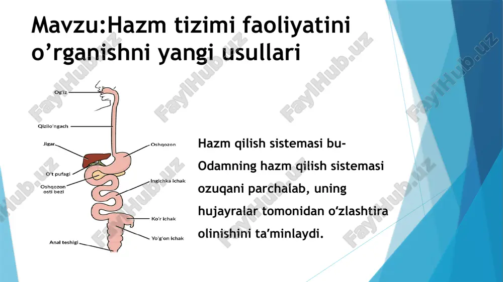 arash lozim. ovqat hazm qilish organlari ko‘pdan-ko‘p nerv apparatlari bilan ta`minlangan. ovqat hazm qilish uchun foydalaniladigan eng ko’p dorilar ovqat hazm qilish sistemasi — odam va hayvonlar organizmida oziqmoddalarning qayta ishlanishi va hazm boʻlishini taʼminlaydigan organlar majmui. koʻpchilik bir hujayralilar (mas, amyoba)da ovqat hazm qilish sistemasi.q.s. funksiya-sini ovqat hazm qilish vakuollari bajaradi. bundan tashqari, ayrim bir hujayralilar (mas, tufelka)da oziq kiradigan (ogʻiz, halqum) va oziq qoldiqlari chiqadigan maxsus teshikchalar ham boʻladi. tuban koʻp hujayralilar (mas, gʻovaktanlilar, boʻshliqichlilar, ichaksiz turbellariyalar)da oziq maxsus hujayralar ichida hazm boʻladi. umurtqasiz hayvonlar ovqat hazm qilish sistemasi q.s. juda xilma-xil. ovqat hazm qilish tizimi zaharli moddalarning tanaga kirishi uchun portal bo'lib xizmat qilishi mumkin, garchi bu erda uning roli odatda 80-100 m yutilish yuzasiga ega bo'lgan nafas olish tizimiga qaraganda kamroq ahamiyatga ega.2 ovqat hazm qilish tizimi uchun mos keladigan ko'rsatkich esa 20 m dan oshmaydi2. bundan tashqari, nafas olish yo'li bilan tanaga kiradigan bug'lar va …