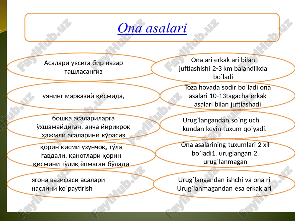 i ona asalari etishtirish uchun onadonlarni ona asalarisi bo’lmagan oilalarda etishtirish eng ma’qul usul hisoblanadi. buning uchun tarbiyalovchi oiladan 3-4 ta ochiq bolachali ramka hamda ucha olmaydigan asalarilar bilan ona asalari olib qo’yiladi. tarbiyalovchi oilada 6-8 ramka yopiq naslli romlar bo’lishi zarur. naslsiz ramkalar to’­liq olib tashlanadi, 1-2 ta ozuqali ramka to’sqich taxta or­tiga olib qo’yiladi. tarbiyalovchi asalari oilalari to’liq yoki qisman ona asalariga ega bo’lmagan oiladir. ular berilgan lichinka­larni tarbiyalab, ulardan ona asalari etishtirishga mo’l­jallangan bo’ladi. ona asalari etishtirish uchun onadonlarni ona asala­risi bo’lmagan oilalarda etishtirish eng ma’qul usul hi­soblanadi. buning uchun tarbiyalovchi oiladan 3-4 ta ochiq bolachali ramka hamda ucha olmaydigan asalarilar bilan ona asalari olib qo’yiladi. tarbiyalovchi oilada 6-8 ramka yopiq naslli romlar bo’lishi zarur. naslsiz ramkalar to’­liq olib tashlanadi, 1-2 ta ozuqali ramka to’sqich taxta or­tiga olib qo’yiladi. sun’iy usulda ona asalari etishtirish agar, tarbiyalovchi oilada etishtirilishi kerak bo’lgan nasl soni kerakli miqdorda bo’lmasa, boshqa oilalardan …