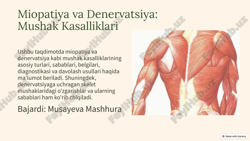 a usullari qo'llaniladi, ularning har biri kasallikning turli jihatlarini baholashga qaratilgan. 5 miopatiyani davolash usullari irsiy miopatiyalar simptomatik davo, fizioterapiya, kortikosteroidlar (duchenne distrofiyasi) qoʻllaniladi. yalligʻlanishli miopatiyalar immunosupressantlar (metotreksat, steroidlar) bilan davolanadi. toksik miopatiyalar sababiy dori/toksinni toʻxtatish orqali davolanadi. rabdomioliz suv bilan davolash, buyrak funktsiyasini kuzatish orqali davolanadi. miopatiyani davolash kasallikning turiga va sababiga qarab farqlanadi. davolashning asosiy maqsadi - bemorning hayot sifatini yaxshilash va kasallikning rivojlanishini sekinlashtirish. 6 miopatiyada muhim nuqtalar koʻp sababli miopatiyalar koʻp sababli boʻlib, erta tashxis va individual davo muhim. interdisiplinar yondashuv nevrolog, revmatolog, fizioterapevt ishtiroki samaradorlikni oshiradi. yalligʻlanishli shakllar steroidlarga yaxshi javob beradi, ammo baʼzi irsiy shakllar progressivdir. miopatiyani davolashda ko'p tarmoqli yondashuv va individual davo muhim ahamiyatga ega. erta tashxis qo'yish va sababga yo'naltirilgan davo bemorlar hayot sifatini yaxshilaydi. 7 denervatsiyaga uchragan skelet mushaklaridagi o'zgarishlar denervatsiya - bu mushakning nerv bilan aloqasining yo'qolishi, bu mushakda bir qator o'zgarishlarga olib keladi. atrofiya mushak massasining kamayishi kuzatiladi. …