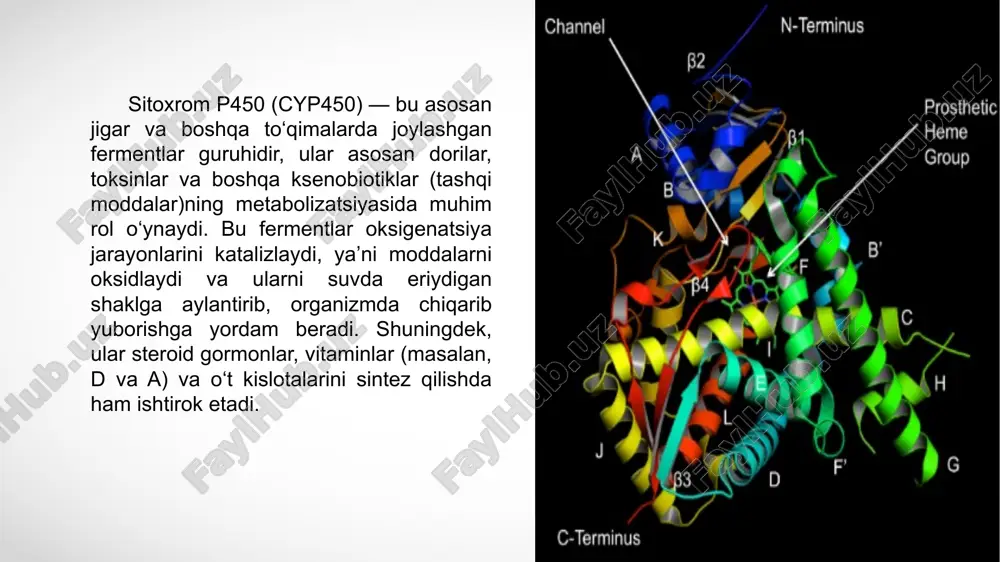 javob berish va metabolizmni tartibga solishda muhim. metabolizmda katexolaminlarning ishtiroki sitoxrom p-450 katexolaminlar (adrenalin, noradrenalin kabi) metabolizmida qatnashadi. bu moddalar asab tizimi va stress javobida muhim rol o'ynaydi. ingibitorlar cyp450 fermentlarining ishlashiga to'sqinlik qiladi yoki ferment bilan katalizlangan reaksiyaning tezligini pasaytiradi. natijada, bu organizmda dori almashinuvini pasaytiradi va toksiklik potentsialini oshiradi. ta'sir ko'pincha tez sodir bo'ladi va dozaga bog'liq. cyp450 ingibitorlarga misollar: azollar: ketokonazol, flukonazol antibiotiklar: sulfonamidlar, metronidazol, siprofloksatsin, xloramfenikol, makrolidlar, izoniazid simetidin omeprazol natriy valproat greyfrut induktorlar cyp450 fermentlarining ifoda darajasini oshiradi, lekin dorilarning metabolizmini oshiradi va keyinchalik terapevtik konsentratsiyasini kamaytiradi. shu sababli preparatning potentsial o‘zgarishi davolash samarasiz bo‘lishiga olib kelishi mumkin. ta’sir odatda bir necha kun davomida rivojlanadi va induktorning yarim parchalanish davriga qarab hal qilinishi sekin bo‘lishi mumkin. cyp450 induktorlariga misollar: antikonvulsanlar: fenitoin, karbamazepin, fenobarbiton steroidlar: deksametazon, prednizolon, glyukokortikoidlar antibiotiklar: rifampitsin, griseofulvin boshqalar: nikotin, alkogol, sigaret tutuni, seynt jonning ziravorlari p450 sitoxromlarining eng mashhur vazifasi o‘ta eriyidigan …