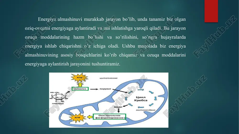 imyoviy reaktsiyalarni o’z ichiga oladi. hujayra kislorod yordamida oziq-ovqat molekulalarini parchalash jarayonidir. bu reaktsiyalar atf (adenozin trifosfat) deb ataladigan energiya birligini hosil qiladi. uglevodlar kislorod ishtirokida glyukoza parchalanishi orqali energiya ishlab chiqarishni ta’minlaydi. glyukoza glikoliz deb ataladigan bir qator reaktsiyalar natijasida piruvat molekulalariga aylanadi. keyin piruvat molekulalari krebs sikli va elektron tashish zanjiri orqali mitoxondriyada energiya ishlab chiqarishni davom ettiradi. glikoliz glikoliz bu glyukozaning fermentativ parchalanishi boʻlib, deyarli barcha tirik organizmlar uchun umumiy jarayon hisoblanadi. aerob organizmlarda u hujayrali nafas olishdan avval, anaerob organizmlarda esa fermentatsiya bilan tugaydi. glikolizning oʻzi toʻliq anaerob jarayon boʻlib, kislorod talab qilmaydi. uning birinchi bosqichi 2 molekula atf ajralib chiqishi bilan sodir boʻladi va glyukoza molekulasining 2 molekula glitseraldegid 3-fosfatga boʻlinishini oʻz ichiga oladi. ikkinchi bosqichda glitseraldegid 3-fosfatning nadga bogʻliq oksidlanishi, substrat fosforillanishi, yaʼni molekulaga fosfat kislotasi qoldigʻining qoʻshilishi va unda yuqori energiyali bogʻning hosil boʻlishi bilan birga sodir boʻladi. qoldiq atf hosil boʻlishi bilan …