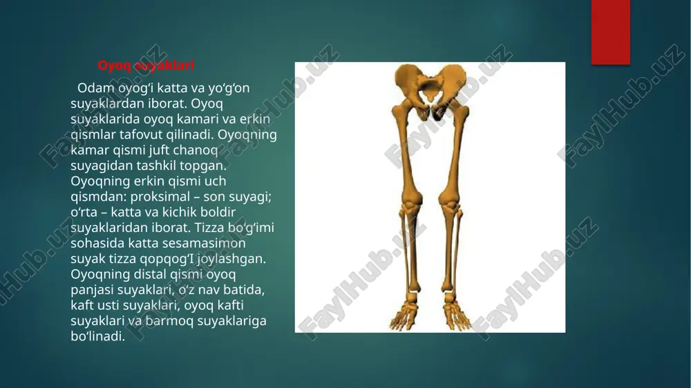 i, boldir suyaklari va oyoq panjasi skeletidan tashkil topgan. son suyagi (femur, 50-rasm) odam organizmidagi eng uzun va katta naysimon suyak. uning tanasi, yuqori va pastki uchlari tafovut qilinadi. son suyagining yuqori uchida chanoq suyagi sirka kosachasi bilan bo‘g‘im hosil qiladigan sharsimon son suyagining boshchasi bor. bosh chaning bo‘g‘im yuzasi yuqoriga va medial tomonga qaragan. uning o‘rtasida son suyagi boshchasining chuqurchasi bo‘lib, unga son suyagi boshchasidagi boylam birikadi. o‘ng son suyagi. a. old tomoni. b. orqa tomoni. 1–son suyagining boshchasi; 2–son suyagi boshchasining chuqurchasi; 3–son suyagining bo‘yinchasi; 4–kichik ko‘st; 5, 22–katta ko‘st; 6 ko‘stlararo qirra; 7–dumba g‘adir-budurligi; 8–taroqsimon chiziq; 9–son suyagining tanasi; 10 g‘adir-budur chiziq; 11–g‘adir-budur chiziqning lateral labi; 12–g‘adir-budur chiziqning medial labi; 13–taqim yuzasi; 15–lateral do‘nglk; 16–do‘nglar orasidagi chuqurcha; 17– medial do‘nglik; 18–medial do‘ng ustidagi do‘mboqcha; 19–tizza qopqog‘i yuzasi; 4–do‘nglar orasidagi chiziq; 20–lateral do‘ng usti do‘mb qchasi; 21–oldingi yuza; 23–ko‘stlararo chiziq. oyoqning erkin qismi suyaklari oyoq skeletining erkin qismi …