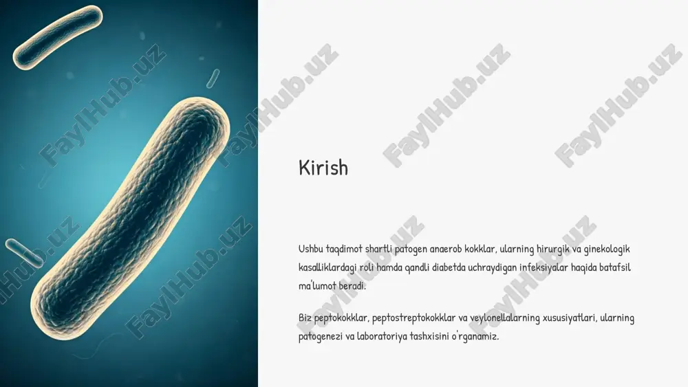 'shlig'i, ichak, ayollar jinsiy a'zolari normal mikroflorasida uchraydi. 6 shartli patogen kokklar qo'zg'ataydigan hirurgik kasalliklar yiringli jarayonlar yaralar, jarohatlar yiringlashi operatsion asoratlar operatsiyadan keyingi infeksiyalar to'qima nekrozi chuqur to'qimalar zararlanishi osteomiyelit suyak to'qimasining yallig'lanishi 7 ginekologik kasalliklarda anaerob kokklar ahamiyati endometrit bachadon shilliq qavatining yallig'lanishi salpingooforit tuxumdon va bachadon naychalarining yallig'lanishi parametrit kichik chanoq kletchatkasining yallig'lanishi tug'ruqdan keyingi infeksiyalar tug'ruqdan so'ng rivojlanadigan yallig'lanish jarayonlari 8 anaerob kokklarni laboratoriya tashxisi material olish steril sharoitda namunalarni to'g'ri olish va tashish bakterioskopiya gram bo'yicha bo'yash va morfologiyasini o'rganish bakteriologik tekshiruv anaerob sharoitlarda maxsus oziq muhitlarda o'stirish identifikatsiya biokimyoviy xususiyatlarini va dnk tekshirish 9 qandli diabet va infeksiyalar o'rtasidagi bog'liqlik immun tizim zaiflashuvi diabetda immun hujayralari faolligi pasayadi. bu infeksiyalarga moyillikni oshiradi. giperglikemiya qondagi qand miqdorining ko'payishi mikroorganizmlar uchun qulay muhit yaratadi. qon aylanish buzilishi tomirlar zararlanishi to'qimalarga kislorod yetishmasligiga olib keladi. mikroblar faollashuvi anaerob kokklar uchun qulay sharoit yuzaga keladi. ular tez ko'payadi. …