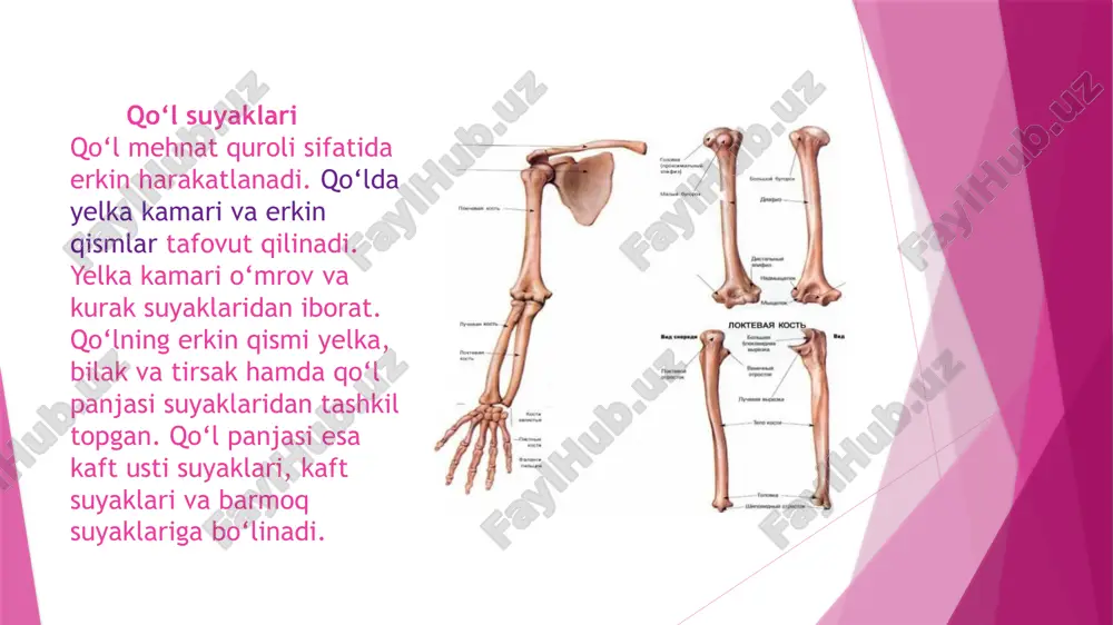 ut qilinadi. uning yuqori uchida ichkariga va biroz orqaga qaragan sharsimon yelka suyagining boshchasi bor. uning chekkasidan uncha chuqur bo‘lmagan egat – anatomik bo‘yincha o‘tadi. bu egat bosh chani lateralroq joylashgan katta do‘mboqcha va undan oldinda joylash gan kichik do‘mboqcha dan ajratib turadi. har bir do‘mboqchadan past ga qarab katta va ki chik do‘mboqcha qirralari ketadi. do‘mboqchalar va qirralar o‘rtasida do‘mboqchalararo egat bo‘lib, unda yelkaning ikki boshli mushagi uzun boshining payi o‘tadi. yelka suyagi. 1–yelka suyagining boshchasi; 2kichik do‘mboqcha; 3–do‘mboqchalararo egat; 4–xirurgik bo‘yincha; 5–tojsimon chuqurcha; 6–medial do‘ng usti do‘mboqchasi; 7–yelka suyagi g‘altagi; 8yelka suyagi do‘ngligining bosh chasi; 9–bilak chuqurchasi; 10–deltasimon g‘adir-budirlik; 11–kichik do‘mboqcha qirrasi; 12–katta do‘mboqcha; 13–anatomik bo‘yincha. o‘ng tirsak suyagi: 1–tirsak o‘sig‘i; 2–g‘altaksimon kemtik; 3–tojsimon o‘siqcha; 4–bilak kemtigi; 5–tirsak suyagining g‘adir-budir do‘ngligi; 6–oldingi qirra; 7– suyaklararo qirra; 8–bo‘g‘im gir aylanasi; 9– tirsak suyagining bigizsimon o‘siqchasi; 10–orqa qirra; 11–supinator mushagining qirrasi. bilak suyaklari bilak suyaklari ikkita uzun naysimon suyakdan iborat: …