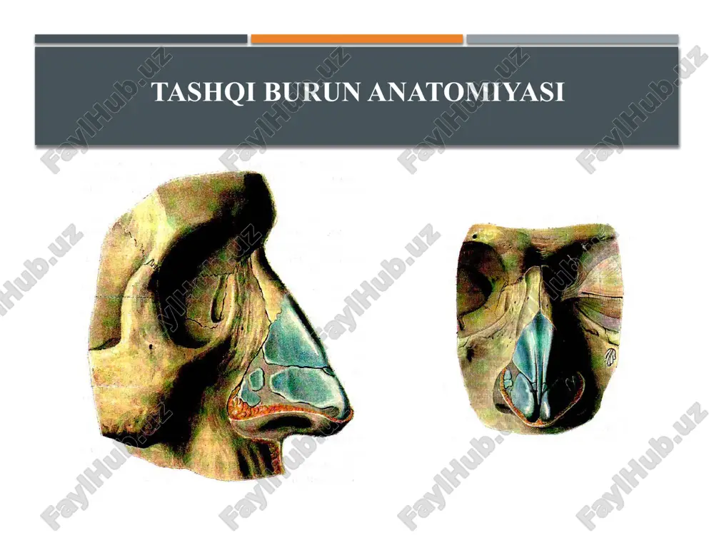 ohatida jarohat maydoni tozalanib, bemorga antibiotikoterapiya buyuriladi. yumshoq tanglay yoki halqumning yon devori yirtilganda jarohat maydoniga chok qo‘yiladi. bemorga qoqsholga qarshi zardob yuborilib, yallig‘lanishga qarshi davolash tadbirlari o‘tkaziladi. bemor zond orqali ovqatlantiriladi. halqum va qizilo‘ngach kuyishlari halqum kuyishlari termik va kimyoviy zararlanishlarda sodir bo‘lib, ko‘pincha yuqori nafas yo‘llari, qizilo‘ngach va oshqozon kuyishlari bilan birga kechadi. termik kuyishlar ko‘pincha tasodifan issiq taom yoki qaynoq suvni yutib yuborish, ba’zan nafas yo‘llariga issiq havo, tutun (yong‘in paytida) yoki bug‘ kirishi natijasida paydo bo‘ladi. termik kuyishlarda, masalan, sanoat korxonalarida bir vaqtning o‘zida yuz, ko‘zlar, qo‘l-oyoqlar va tananing boshqa maydonlari zararlanishi mumkin, shuning uchun bemorning ahvoli yomonla-shadi. kimyoviy moddalar (ta’sir kuchi yuqori bo‘lgan kislota yoki ishqor eritma-larini tasodifan yoki suiqasd maqsadida ichish) ta’siri sodir bo‘lgan kuyishlar klinikasi og‘irroq kechadi. ta’sir kuchi yuqori bo‘lgan kislotalar; sulfat, xlorid, sirka va azot kislotalari, hamda natriy va kaliy ishqorlari ta’sirida, eng og‘ir darajadagi kimyoviy kuyishlar sodir bo‘ladi. o‘ta issiq …
