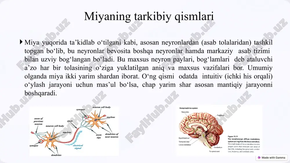 tkaziladi. 6 sensor ma'lumotlarning qayta ishlashi ko'rish: ko'zdan kelgan ma'lumotlarni qayta ishlash. eshitish: quloqdan kelgan ma'lumotlarni qayta ishlash. sezgi: teri orqali kelgan ma'lumotlarni qayta ishlash. 7 motor funksiyalarni boshqarish harakatni rejalashtirish oldingi miya qismi harakatni rejalashtiradi. koordinatsiya serebellum harakatlarni muvofiqlashtiradi. ijro etish miya ustuni harakatlarni amalga oshiradi. 8 o'rganish va xotira mexanizmlari 1 sensor xotira qisqa muddatli ma'lumot saqlash. 2 qisqa muddatli xotira vaqtinchalik ma'lumot saqlash. 3 uzoq muddatli xotira doimiy ma'lumot saqlash. 9 nutq va til funksiyalari broka sohasi nutqni ishlab chiqarish. 1 vernike sohasi tilni tushunish. 2 aloqa ushbu sohalar birgalikda nutqni ta'minlaydi. 3 10 miyaning buzilishi va kasalliklari 1 alzheimer kasalligi xotira yo'qolishi. 2 parkinson kasalligi harakat buzilishlari. 3 insult miya qon tomirlarining shikastlanishi. 11 miya salomatligini saqlash usullari to'g'ri ovqatlanish miya uchun zarur oziq moddalar bilan ta'minlash. jismoniy faollik qon aylanishini yaxshilash. stressni kamaytirish miyaning to'g'ri ishlashiga yordam beradi. 12 image1.png image2.png image3.png image4.png image5.png image6.png …